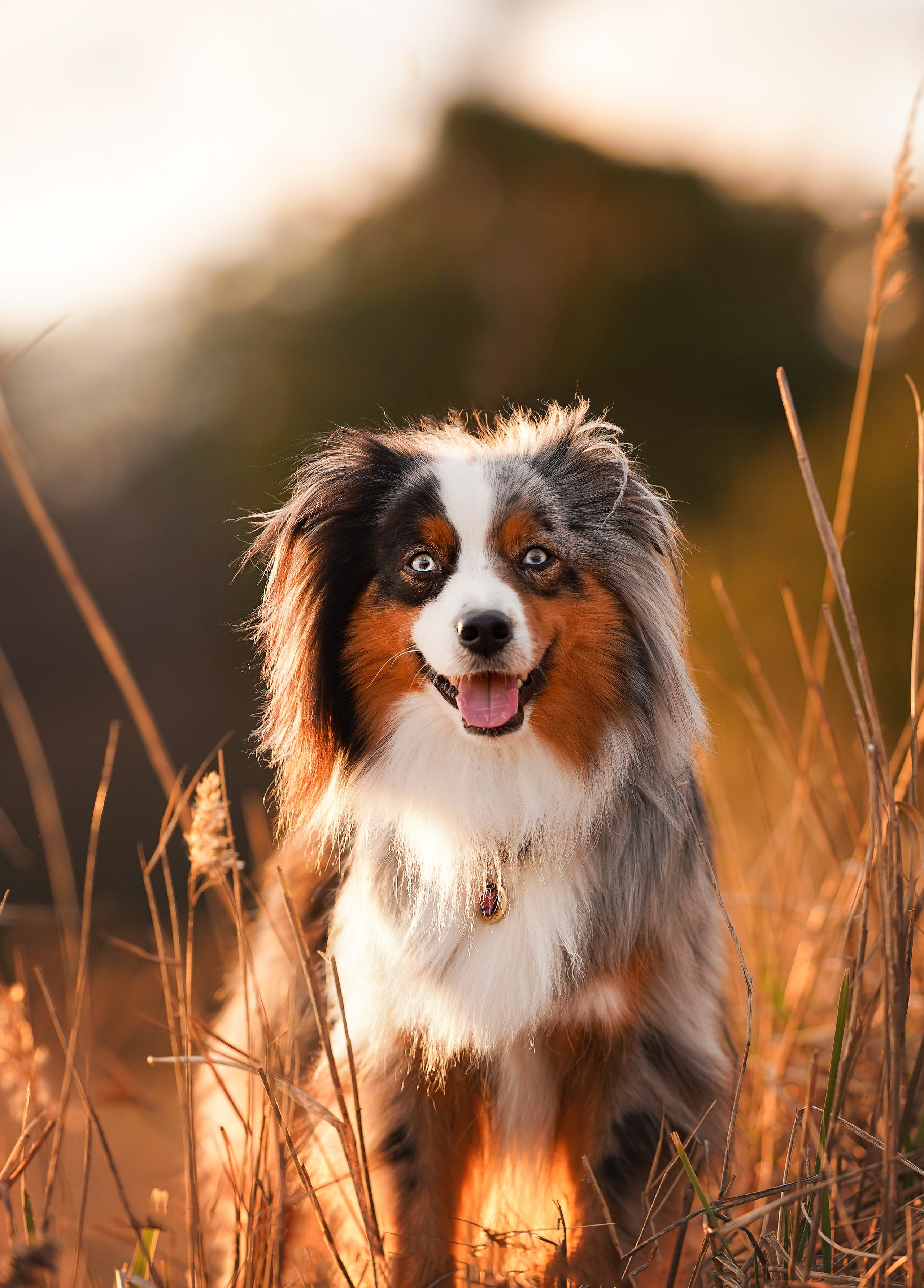 Алиса и Джокер. Фотограф-анималист в Санкт-Петербурге Яна Мартынова