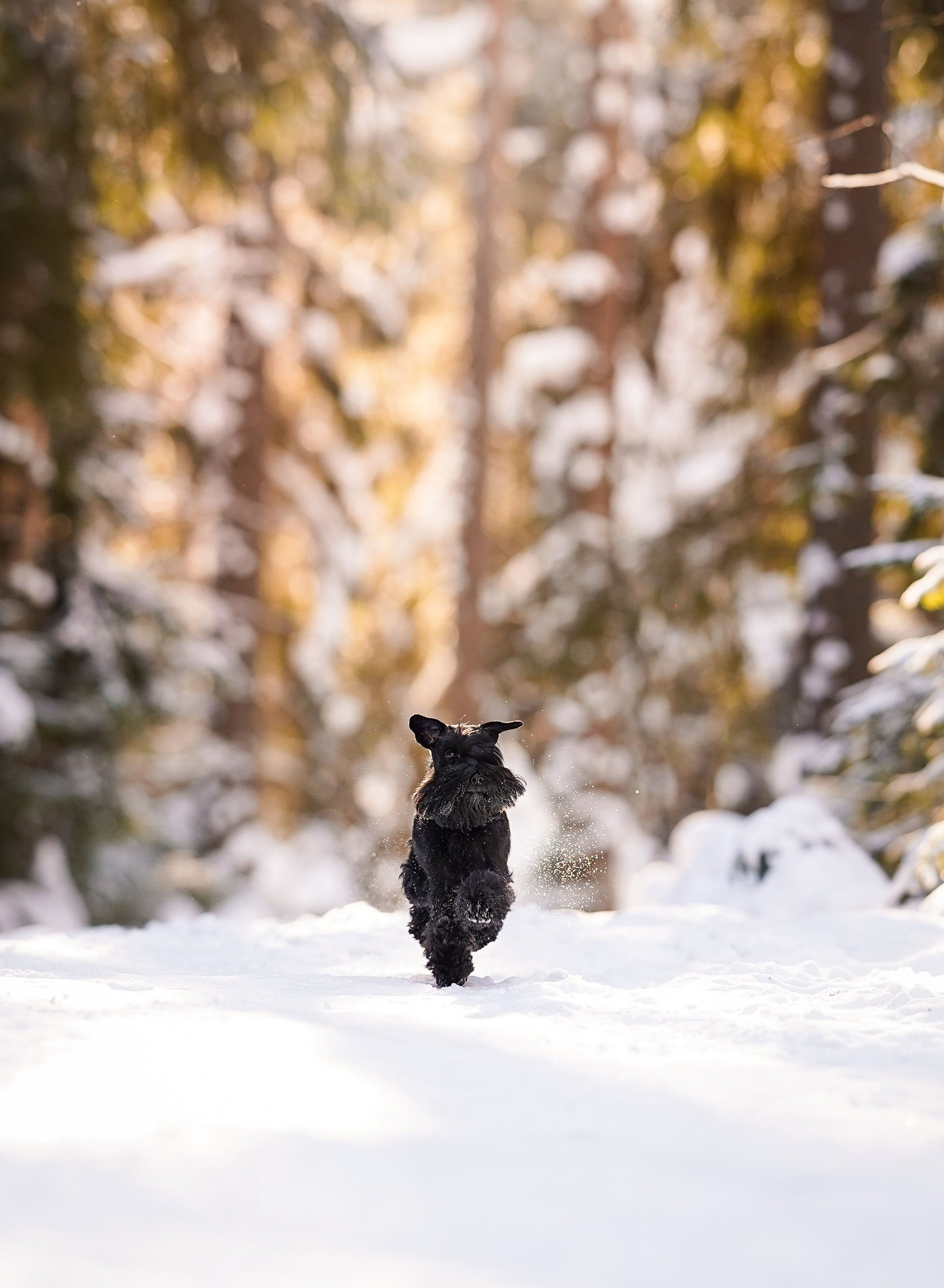Настя Энзо и Мия. Фотограф-анималист в Санкт-Петербурге Яна Мартынова