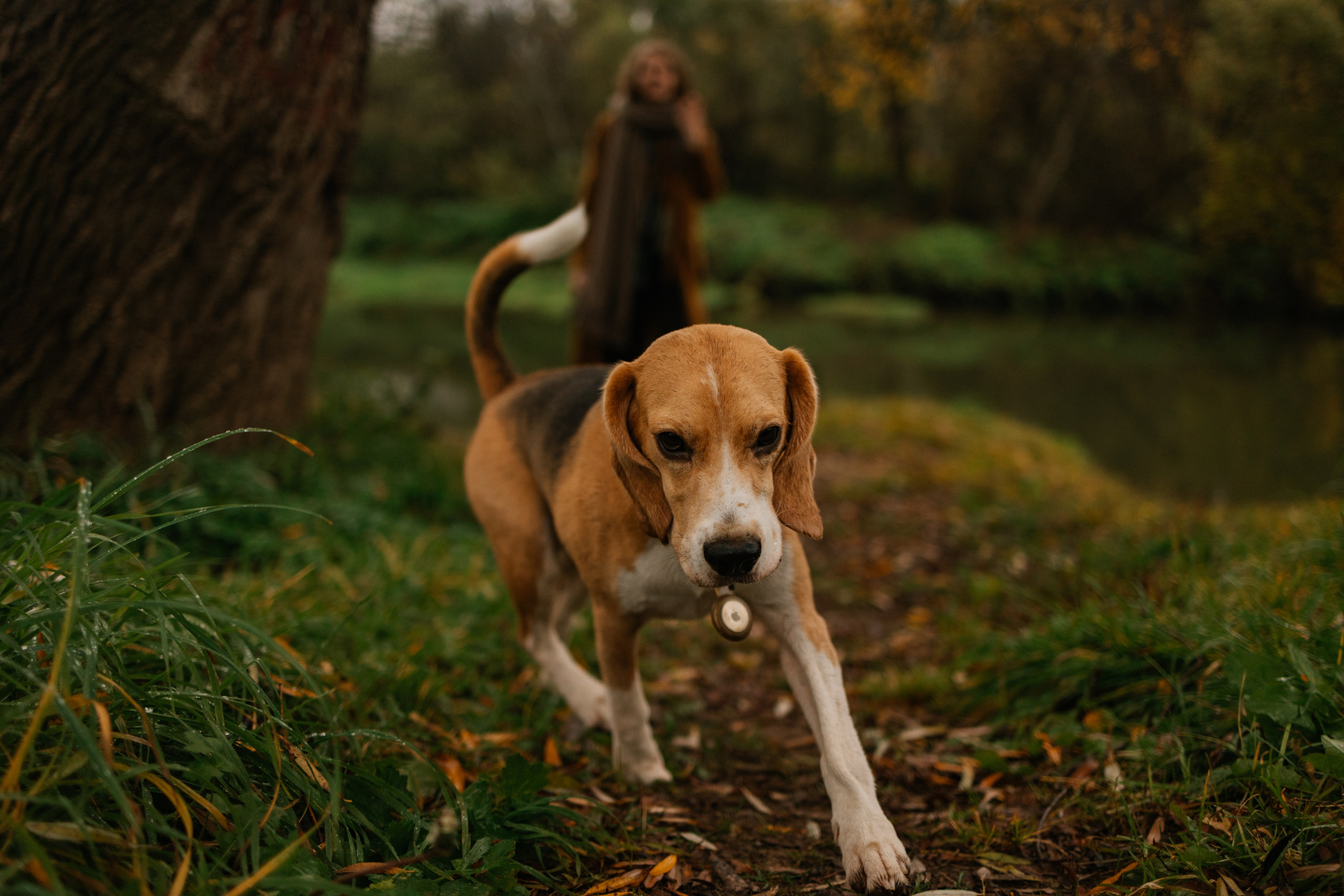 Лена и Тайгер. Фотограф — Анималист | Санкт-Петербург
