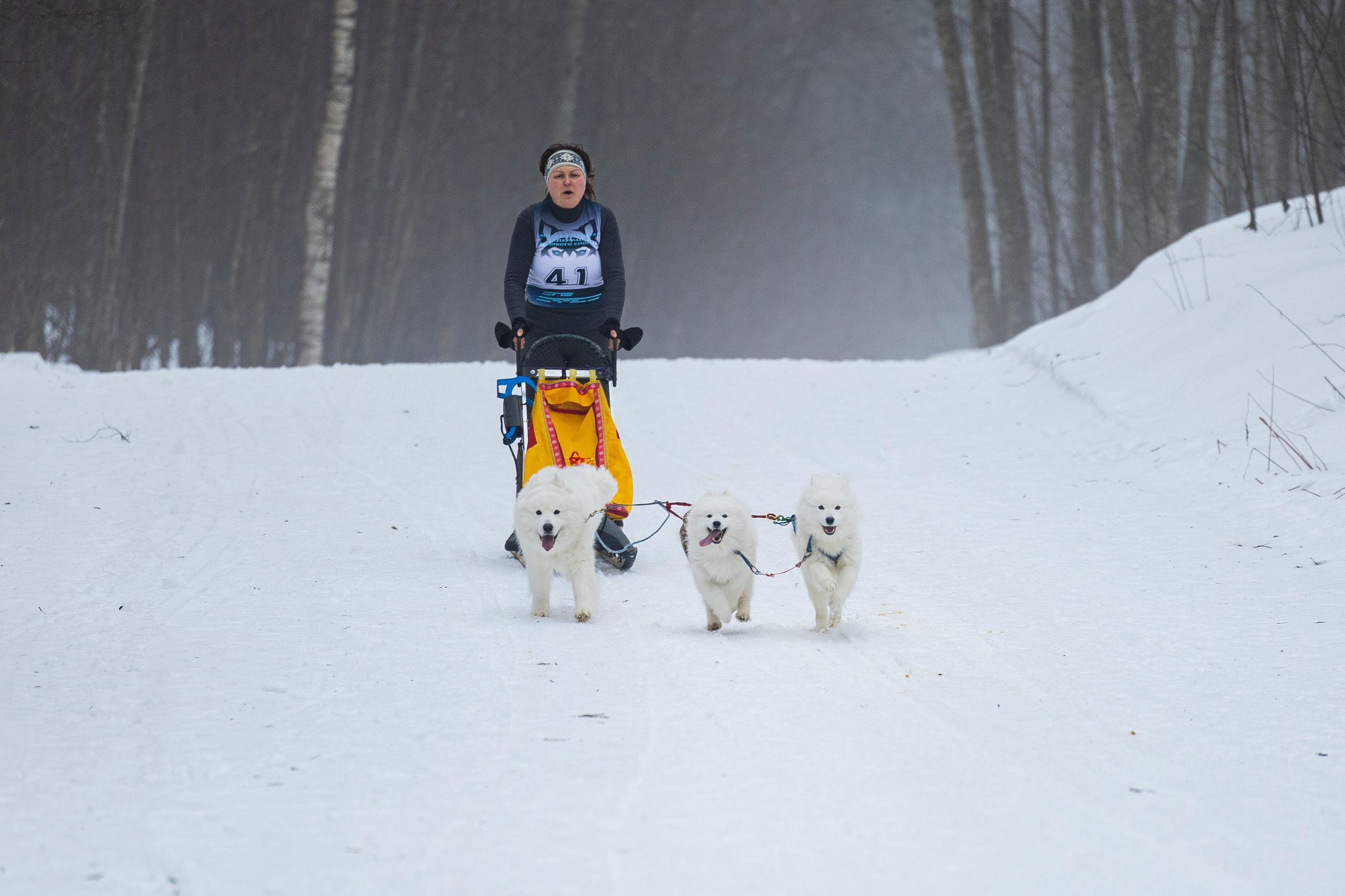 Зимний Чемпионат Санкт-Петербурга по ездовому спорту. Фотограф-анималист Анна Маринич