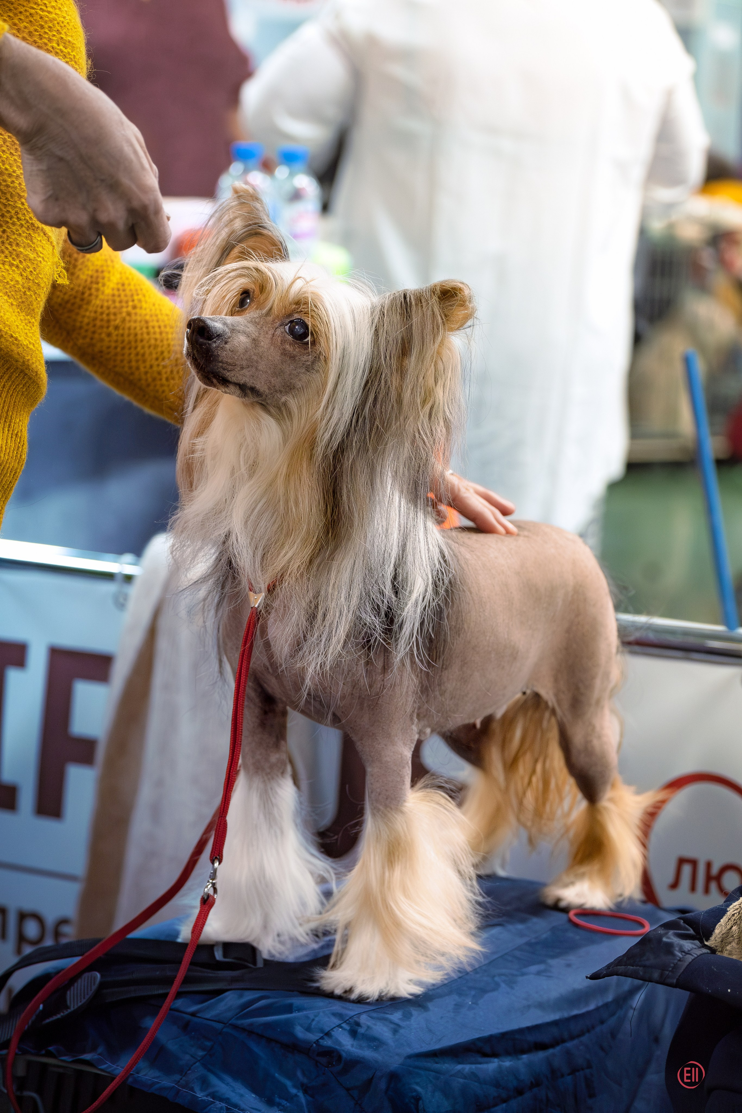 Выставка собак. Сфера. 17.12.2023. Фотограф в Москве