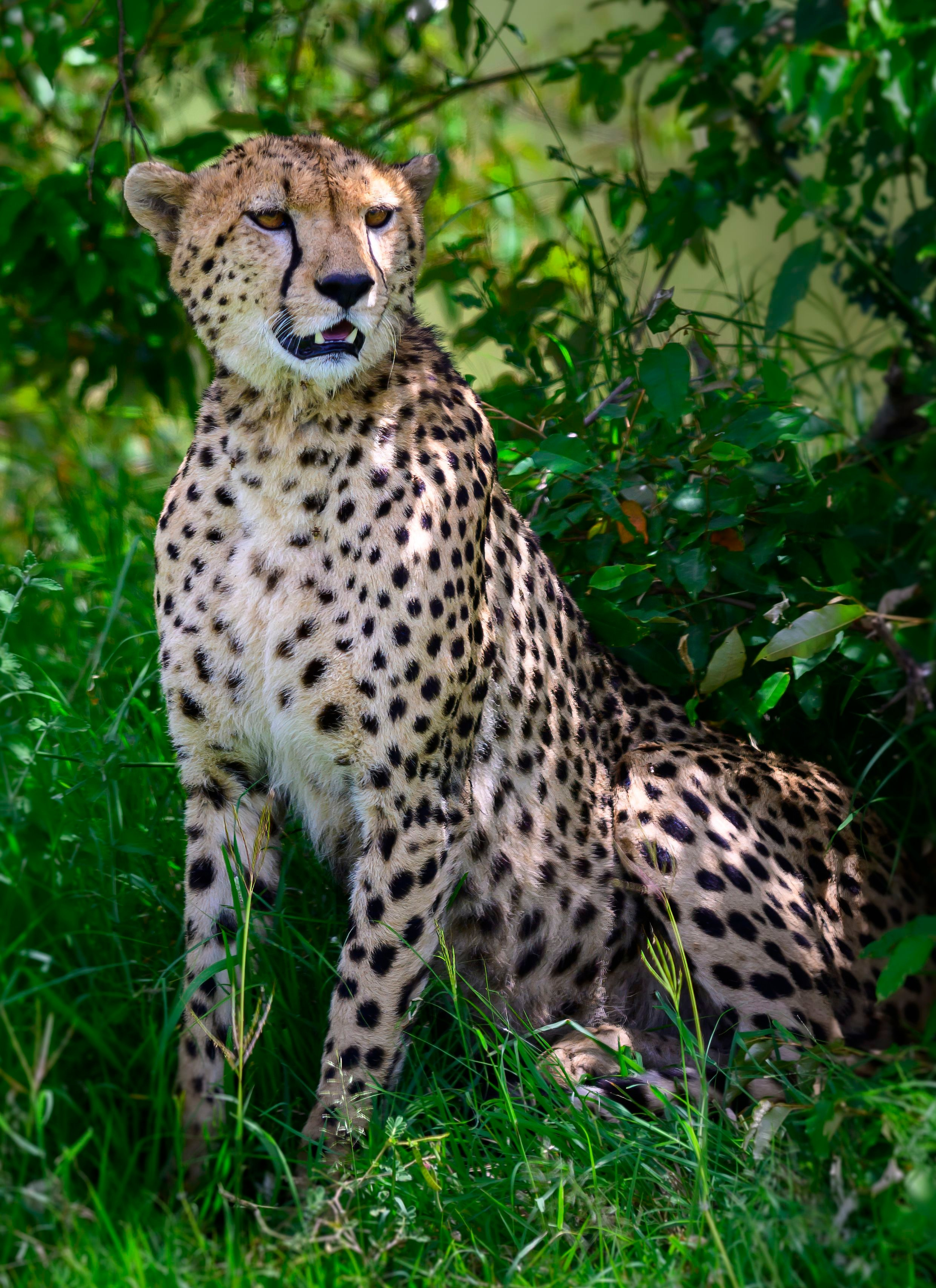 Кения. Wildlife photography by Sergey Puponin