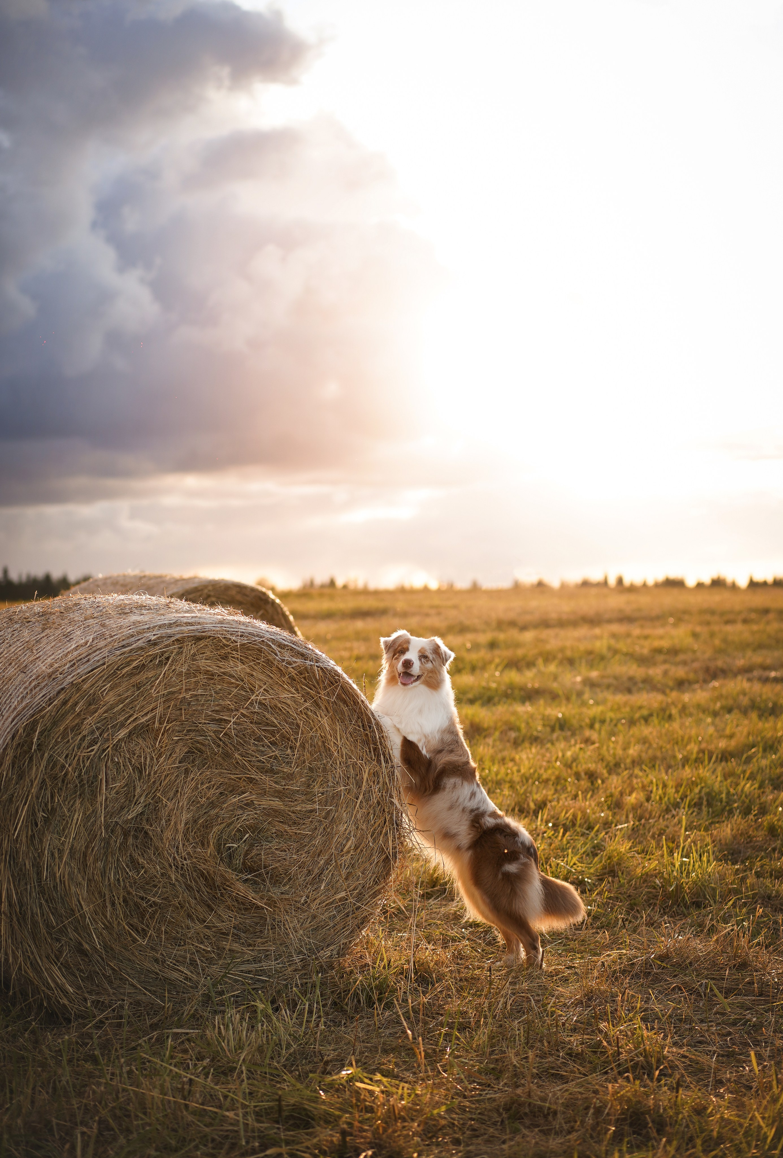Панда и стога. Фотограф-анималист в Санкт-Петербурге Яна Мартынова