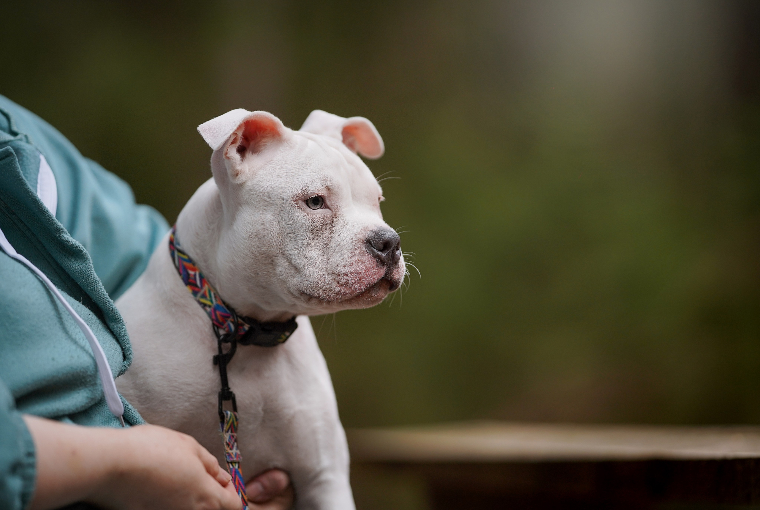 Щенки булли. Фотограф-анималист в Санкт-Петербурге Яна Мартынова