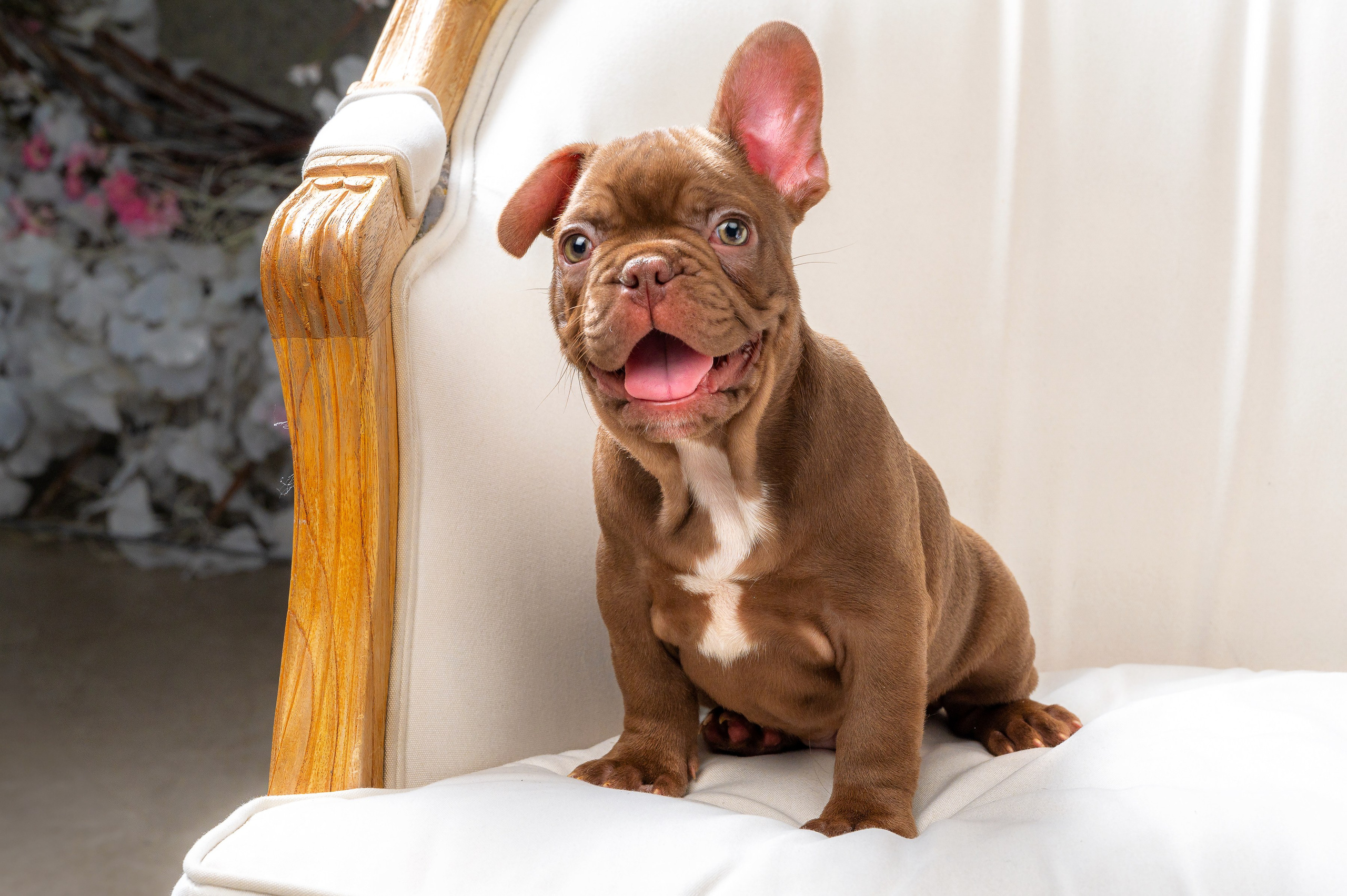 Питомцы. Интерьерный фотограф. Фото- видеосъемка недвижимости Санкт-Петербург