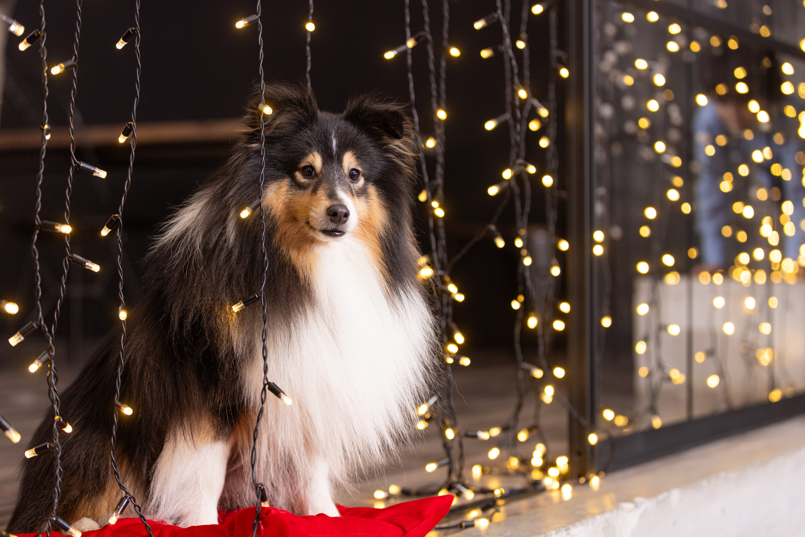 Собаки и не только. Фотограф Алена Звездина