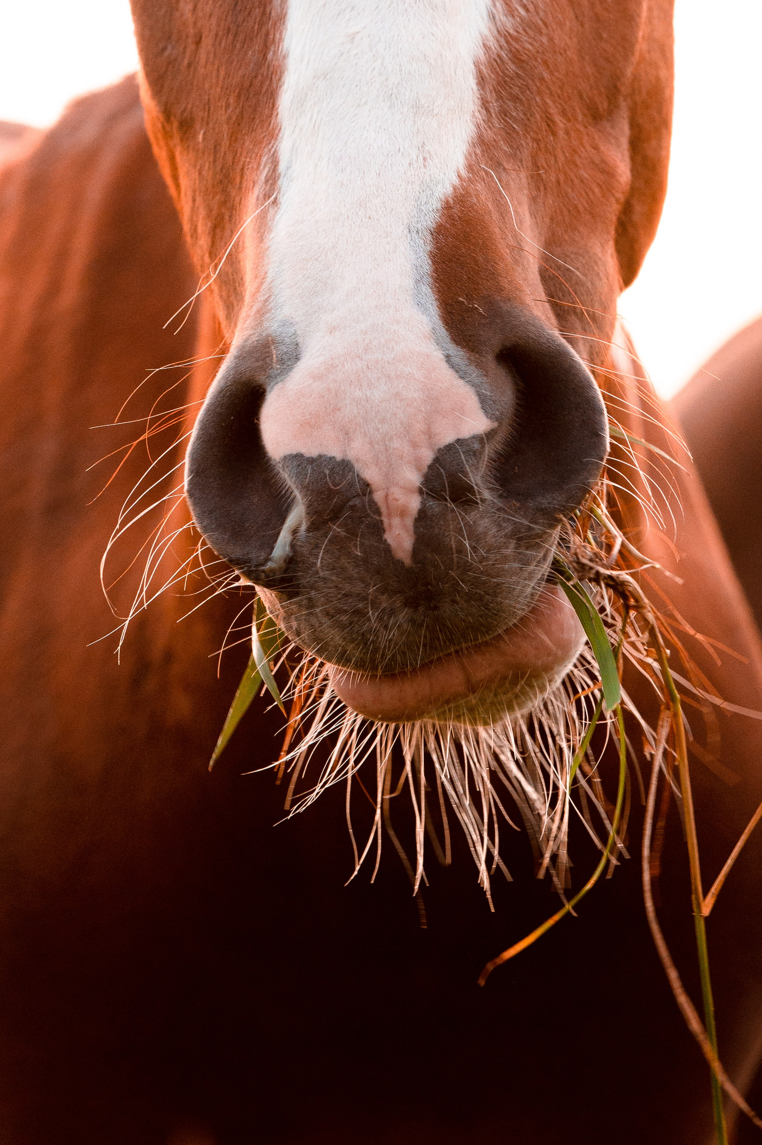 Лошади. Фотограф-анималист в Санкт-Петербурге Анастасия Иванова