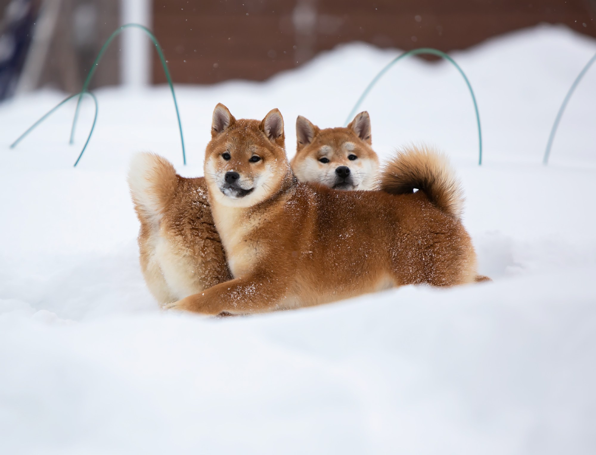 СИБА. SHIOMARU Питомник сиба и акита-ину