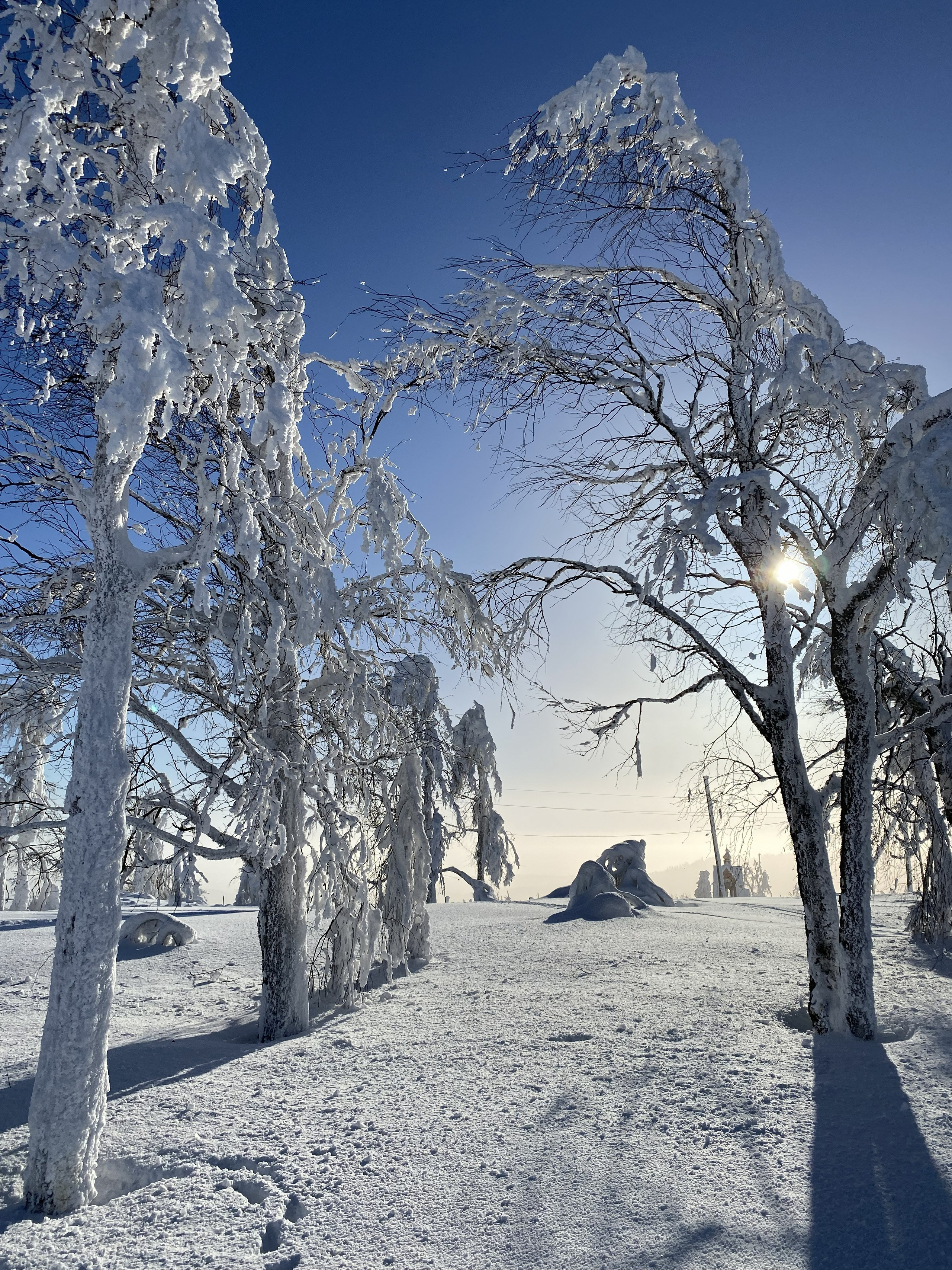 Снежные деревья в деревне Белая Гора, Кунгурский муниципальный округе, Пермском крае