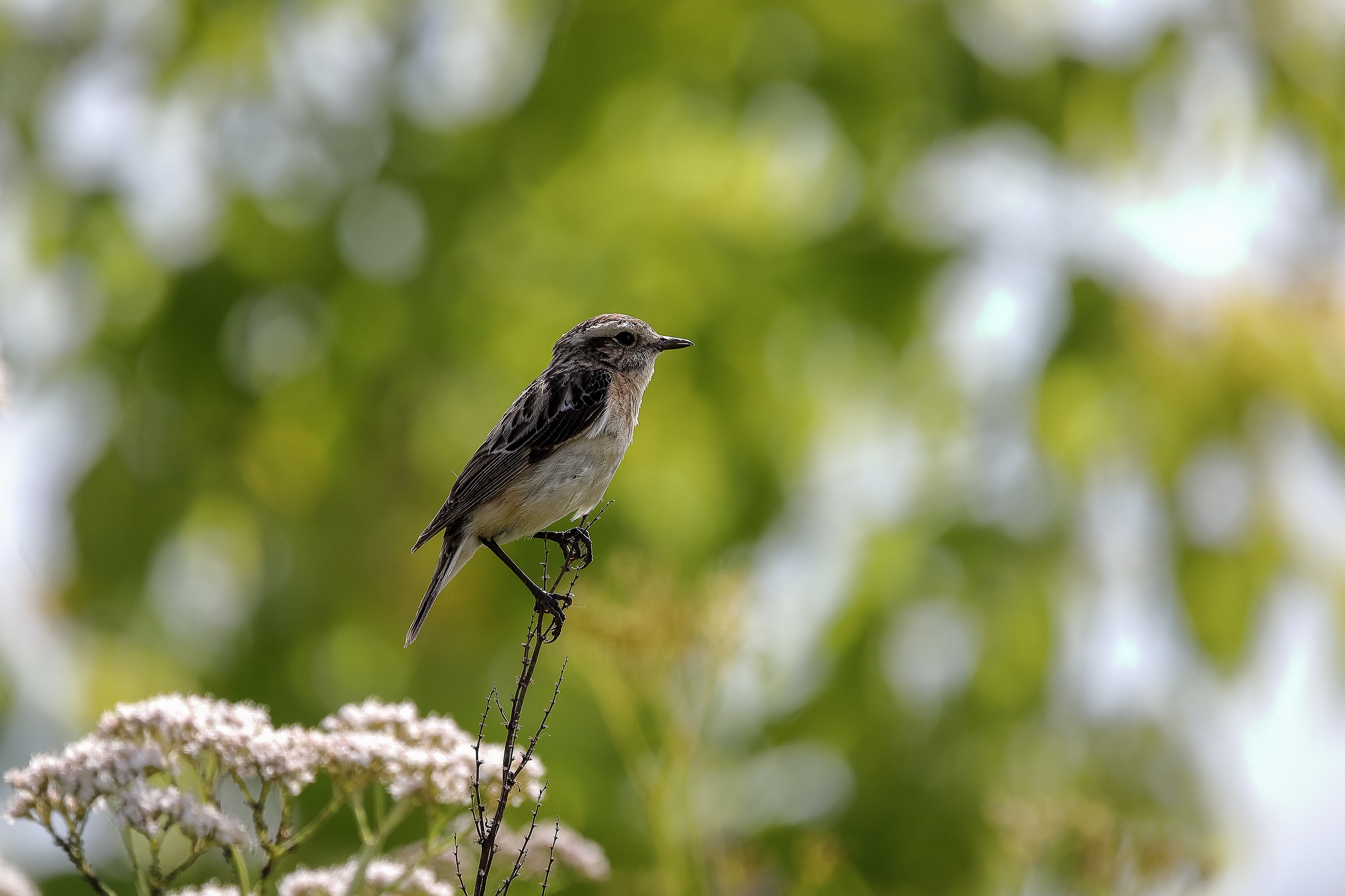Луговой чекан