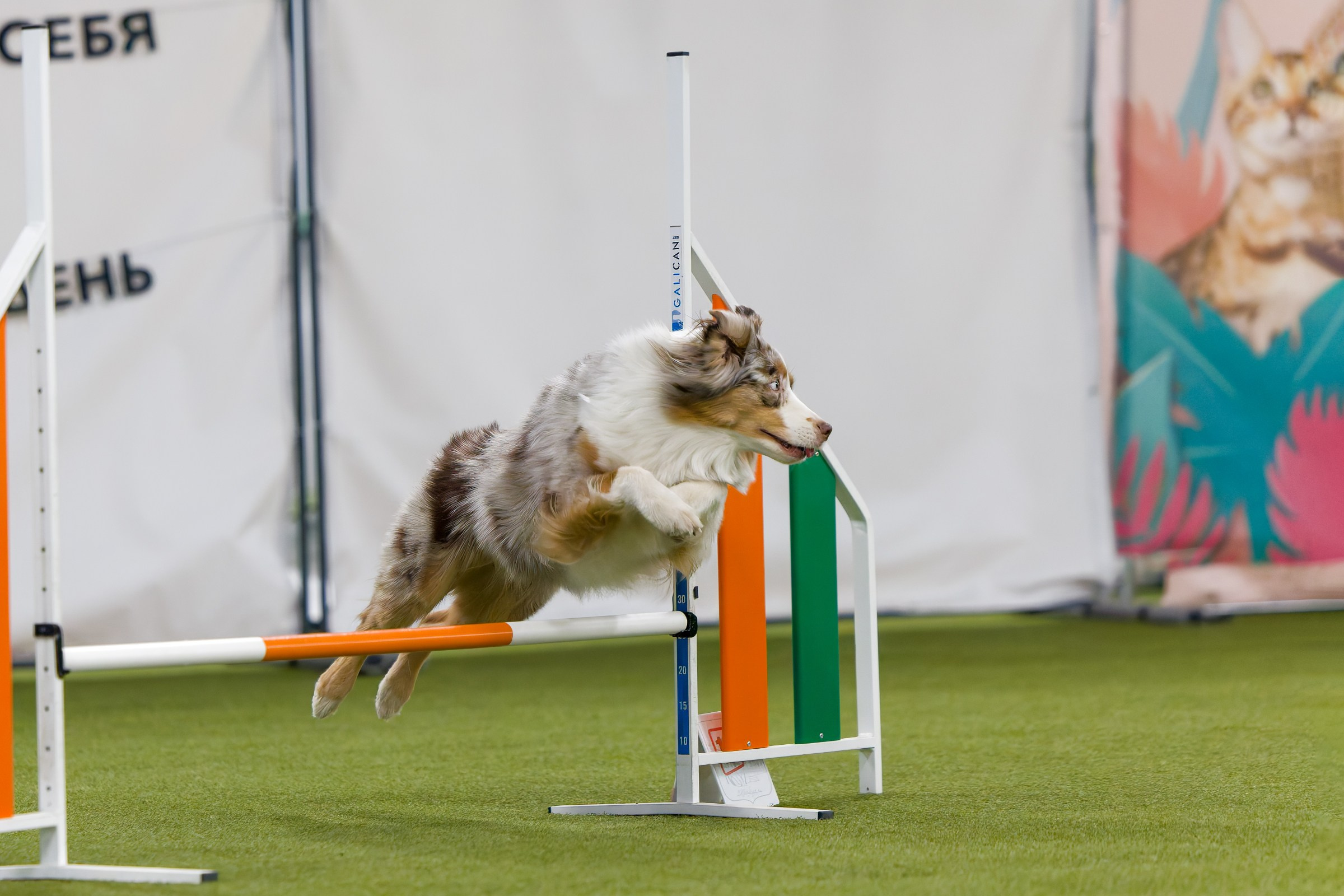 День рождения Пёсбурга — февраль 2025. Irenephoto.ru