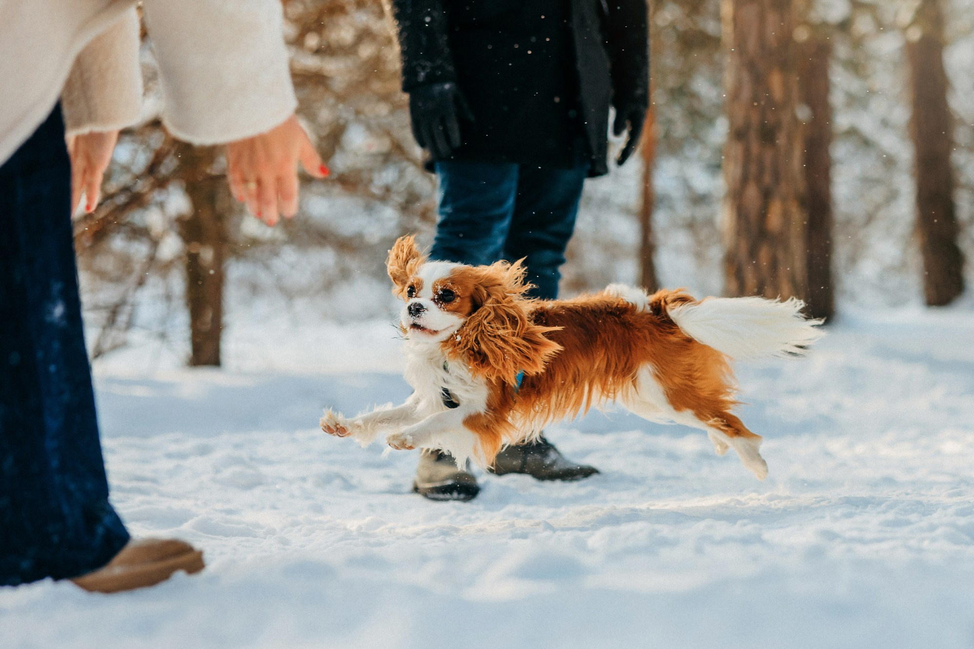 Юля, Илья и Майкл. Фотограф-анималист Елена Радченко, Москва