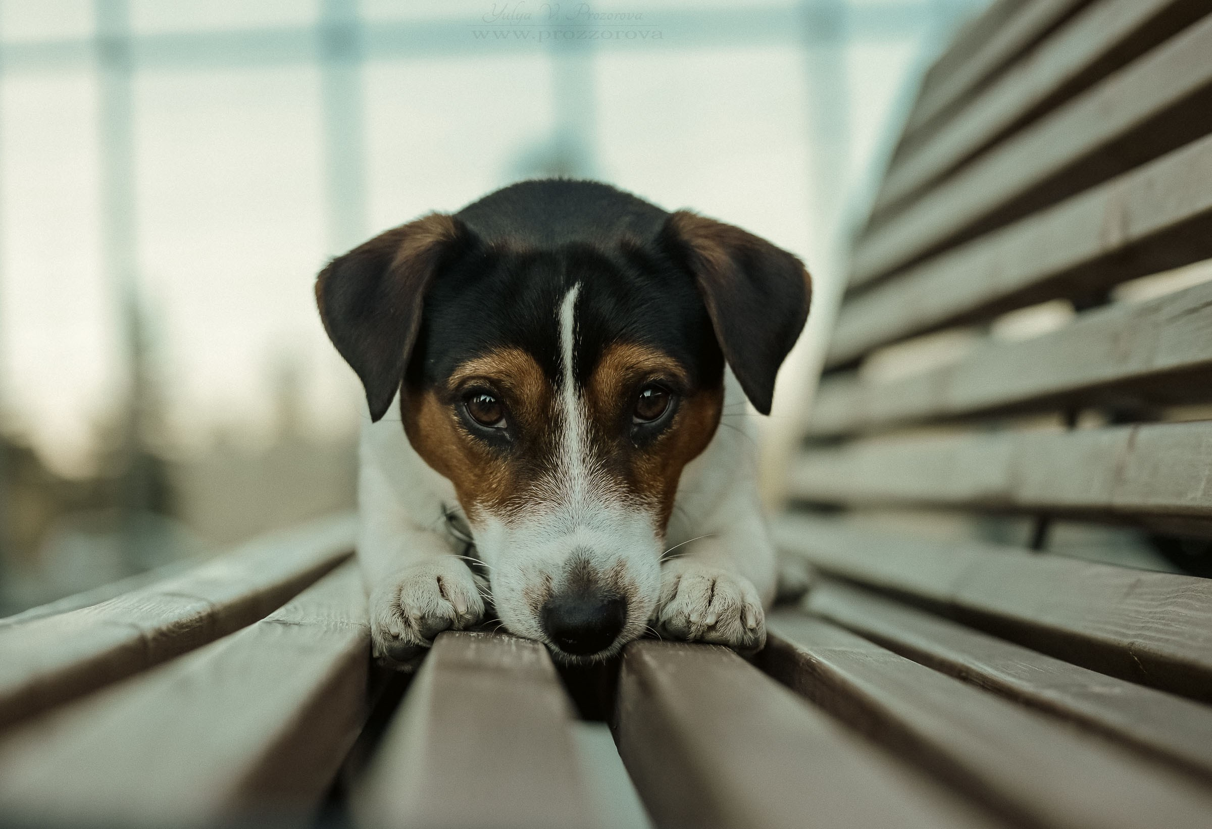 Фотографии собак  в Новосибирске. Фотограф в Новосибирске