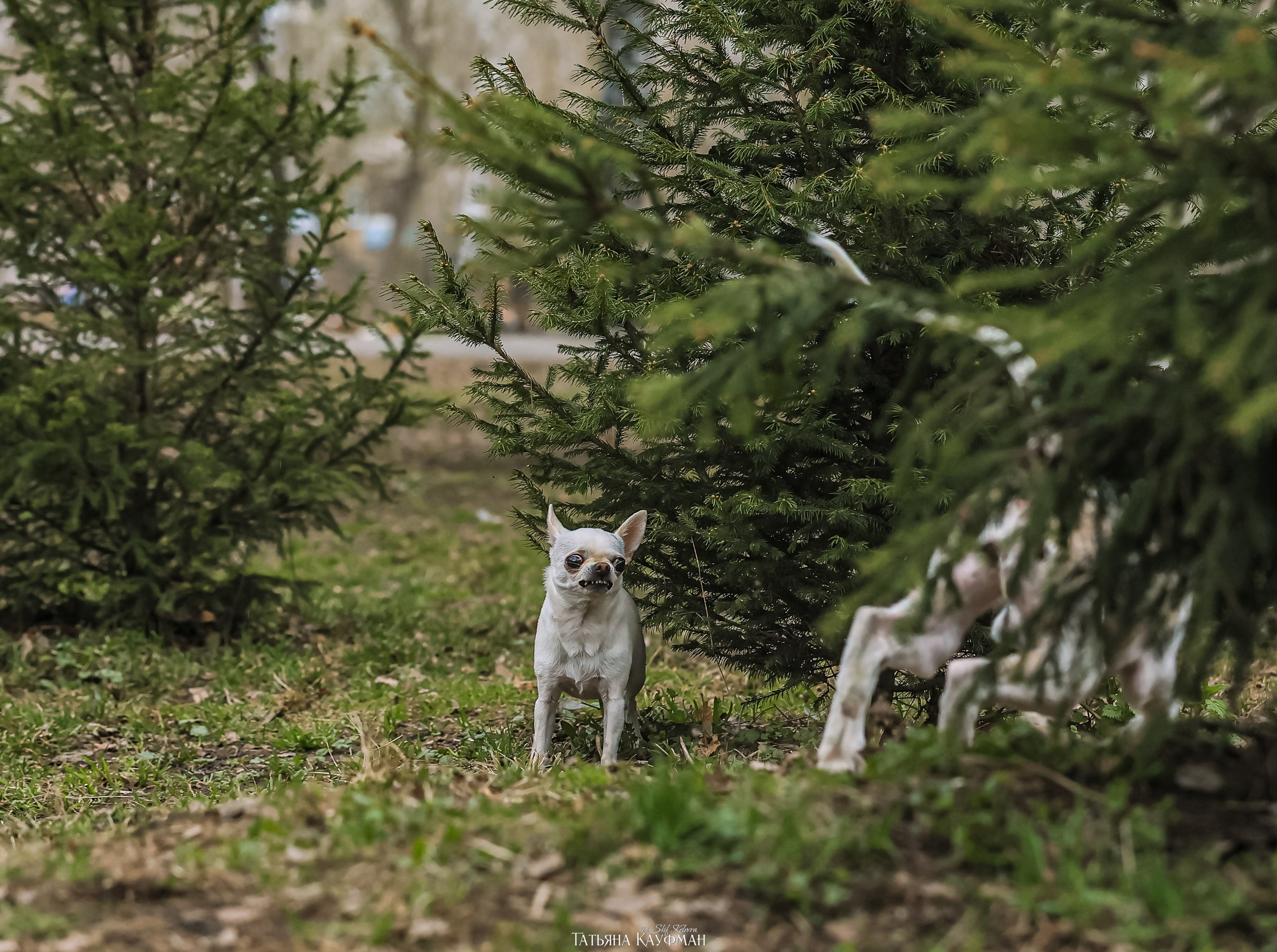 Салюки, фотография салюки, красивая собака, фотограф анималист, фотокурс Анималистика, научиться фотографировать собак, фотограф Новосибирск