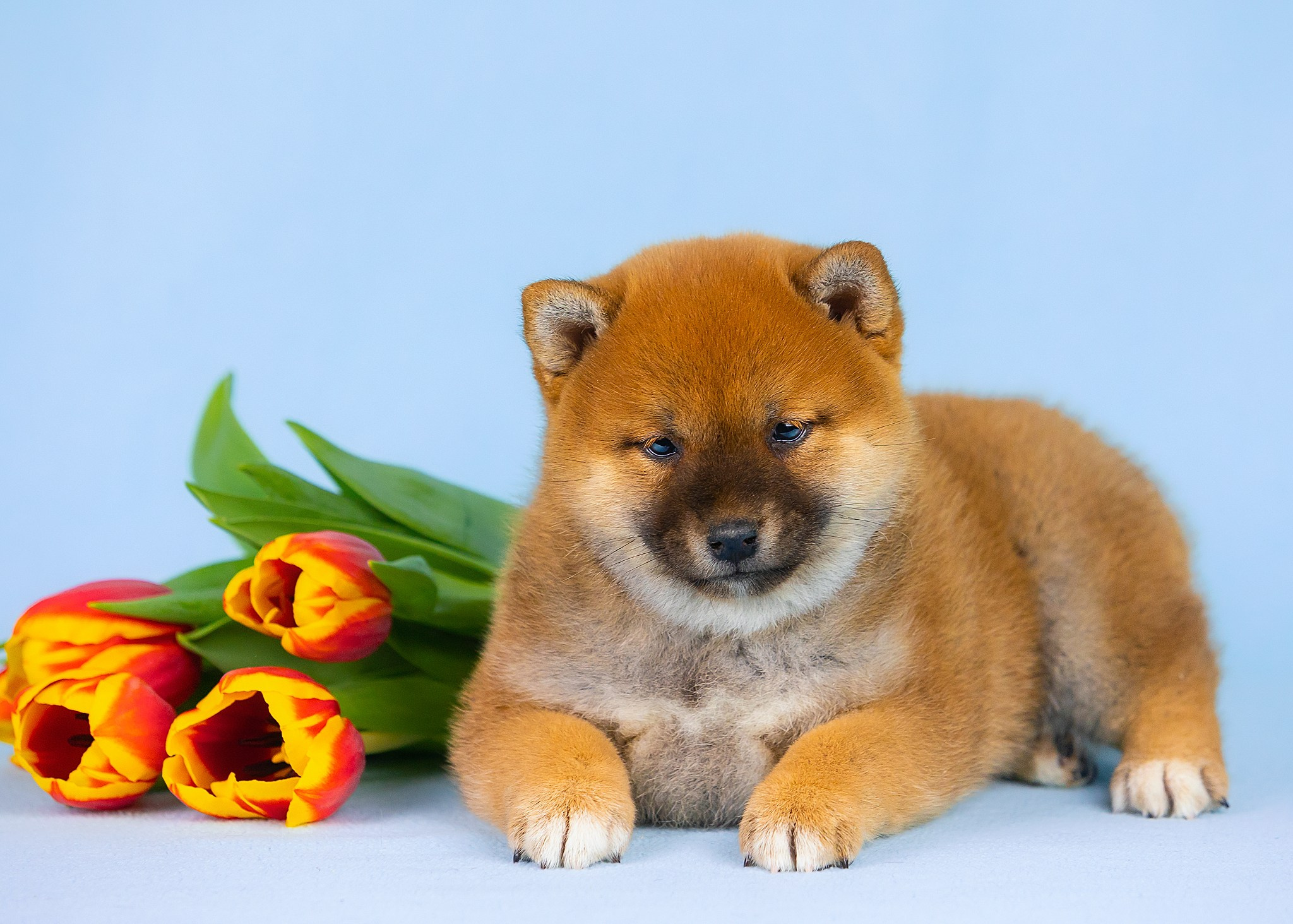 Puppies. Фотограф-анималист в Москве Евгения Старостина