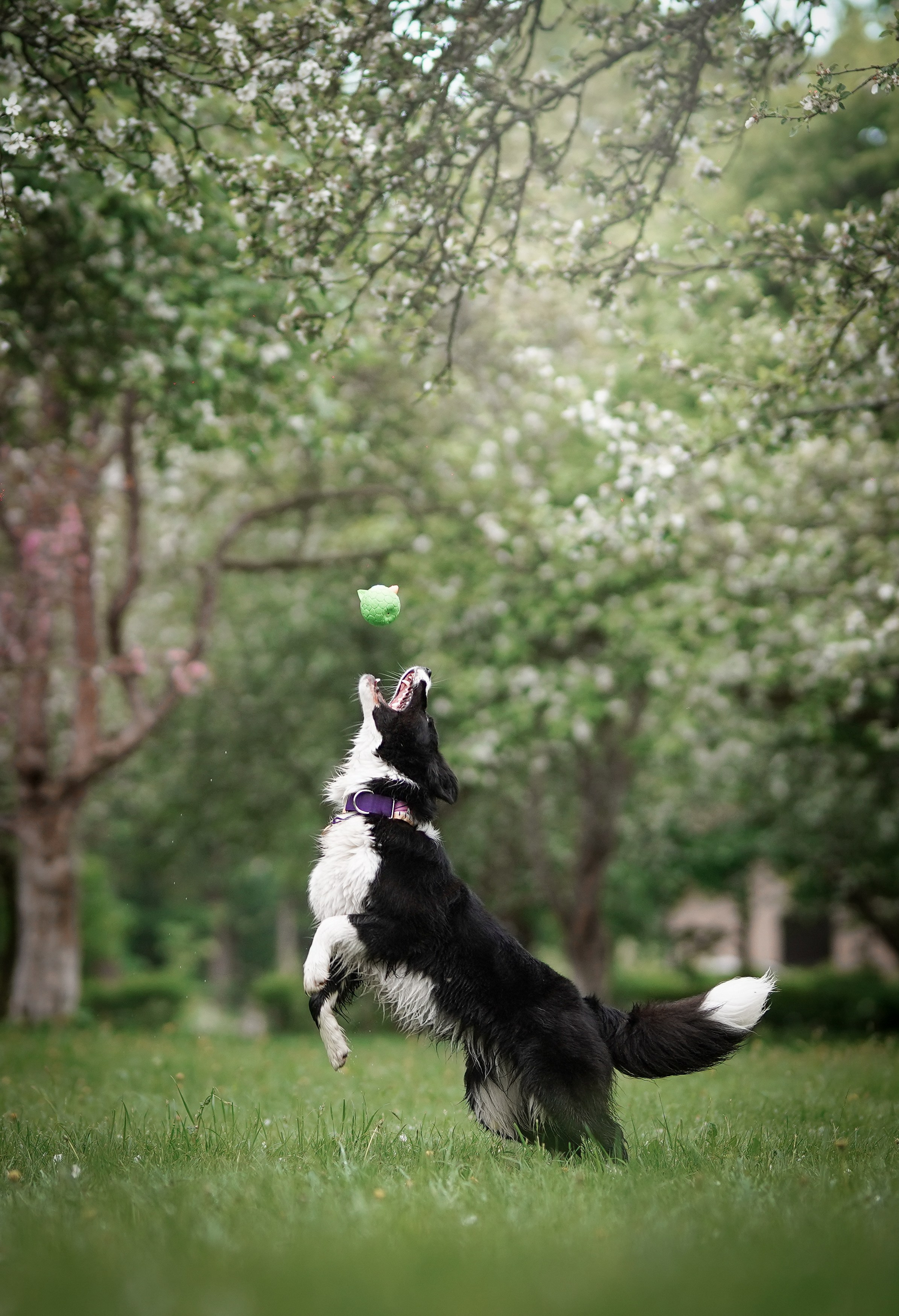Юля, ее мама и Груша. Фотограф-анималист в Санкт-Петербурге Яна Мартынова