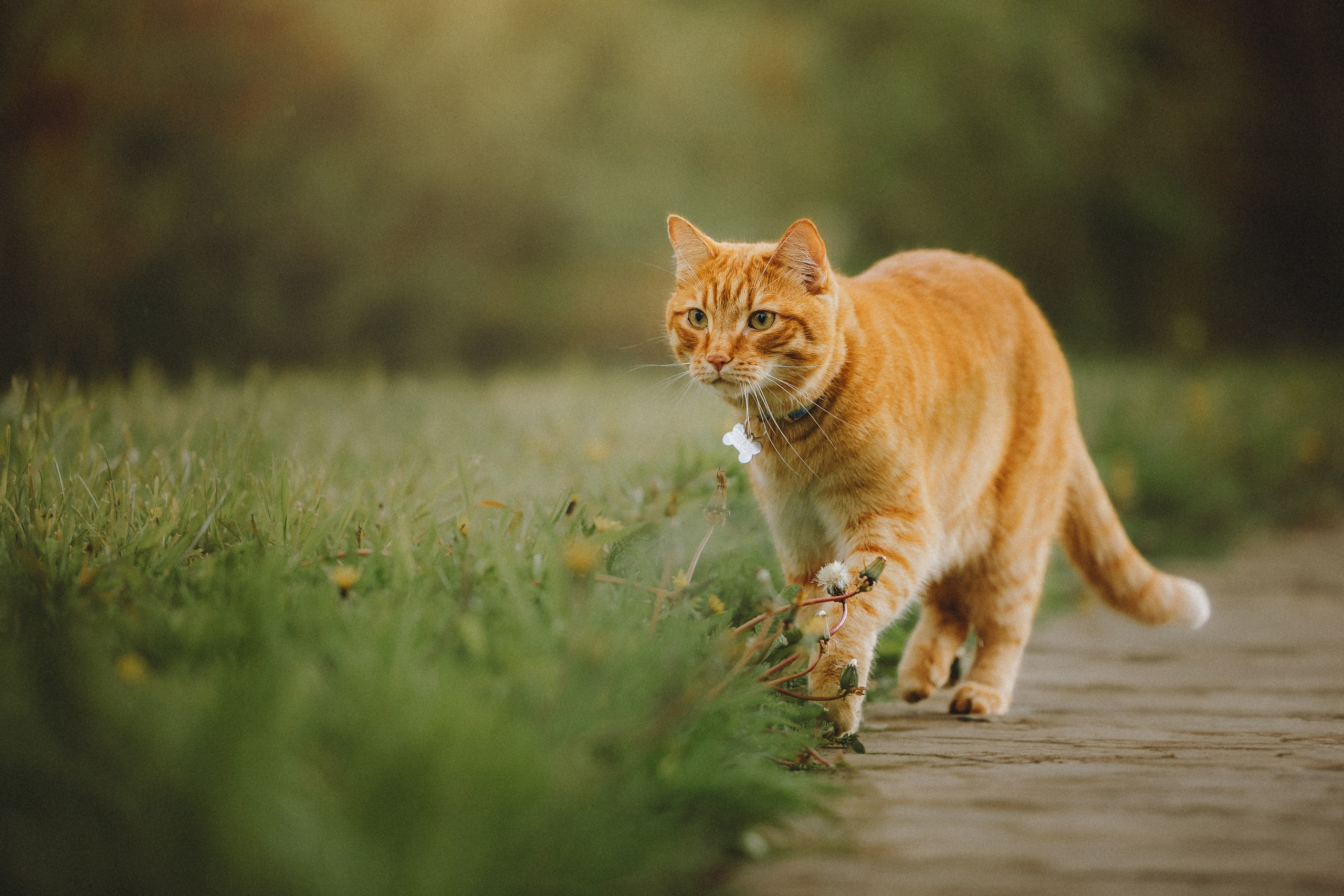 Леброн, Муся и Ира