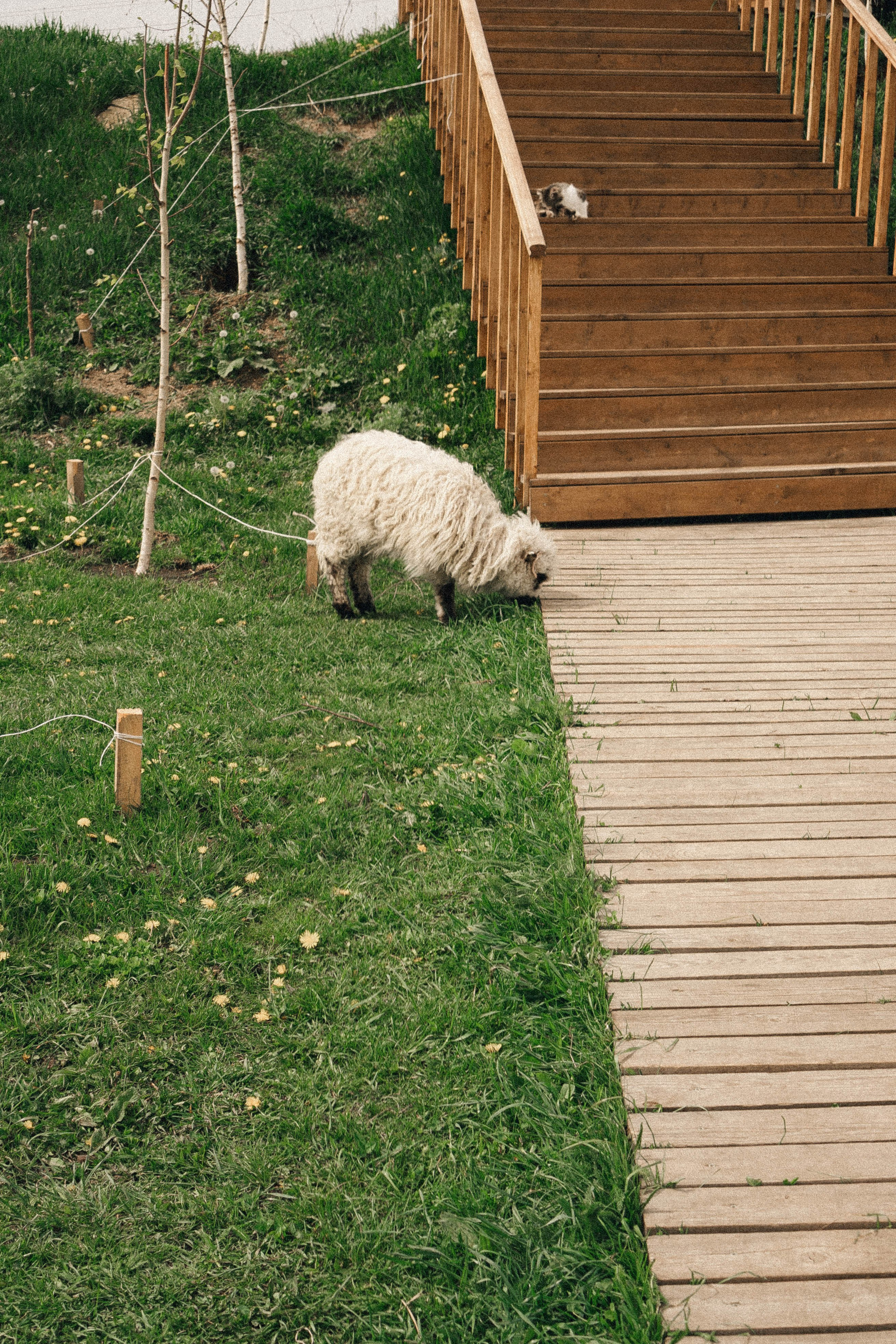 Ферма Альпак. Профессиональный фотограф, Санкт-Петербург — Виктория Богомолова