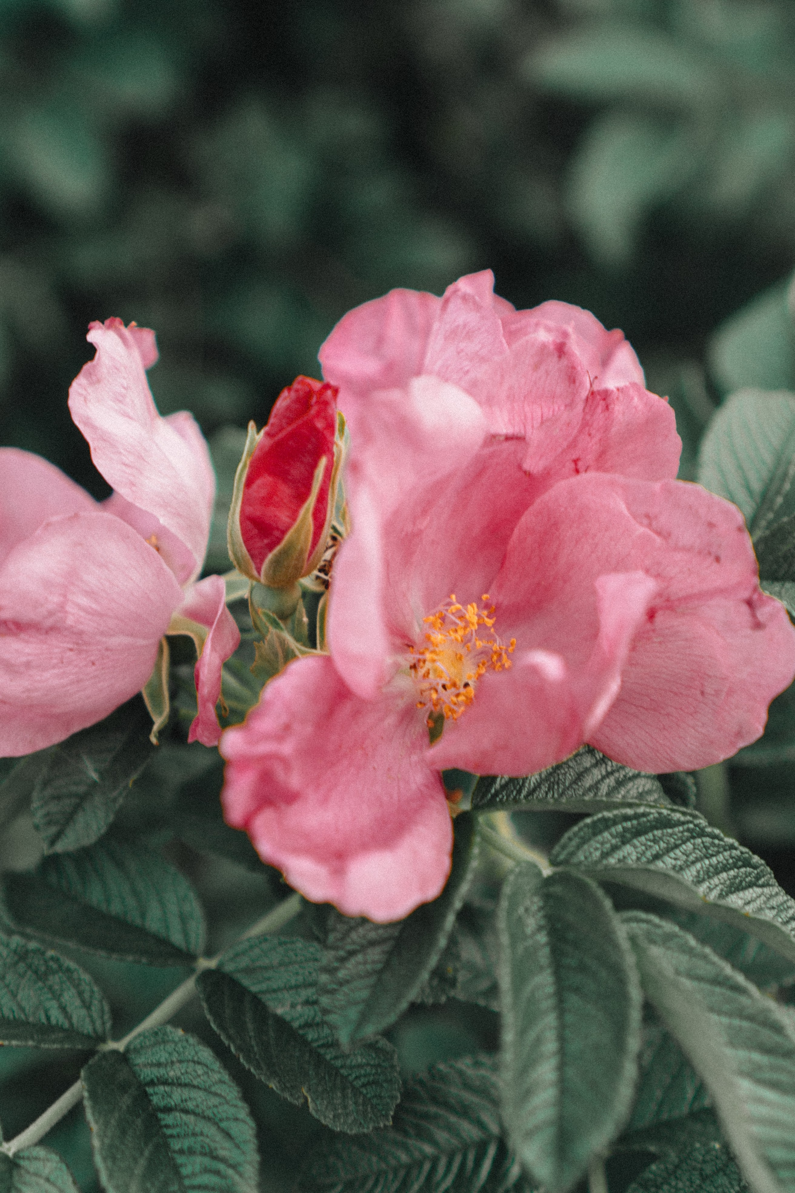 МАМА И ДОЧКА НА ФИНСКОМ ЗАЛИВЕ. Профессиональный фотограф, Санкт-Петербург — Виктория Богомолова