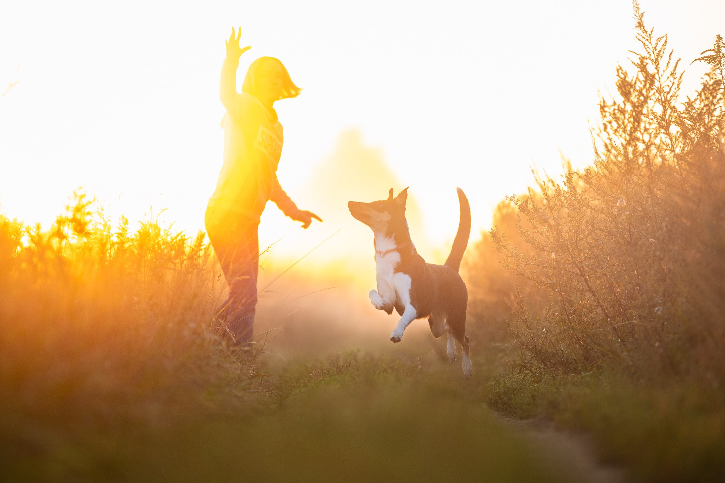 Наташа и короткошерстные колли. Фотограф-анималист в Москве и Московской области Татьяна Фролова