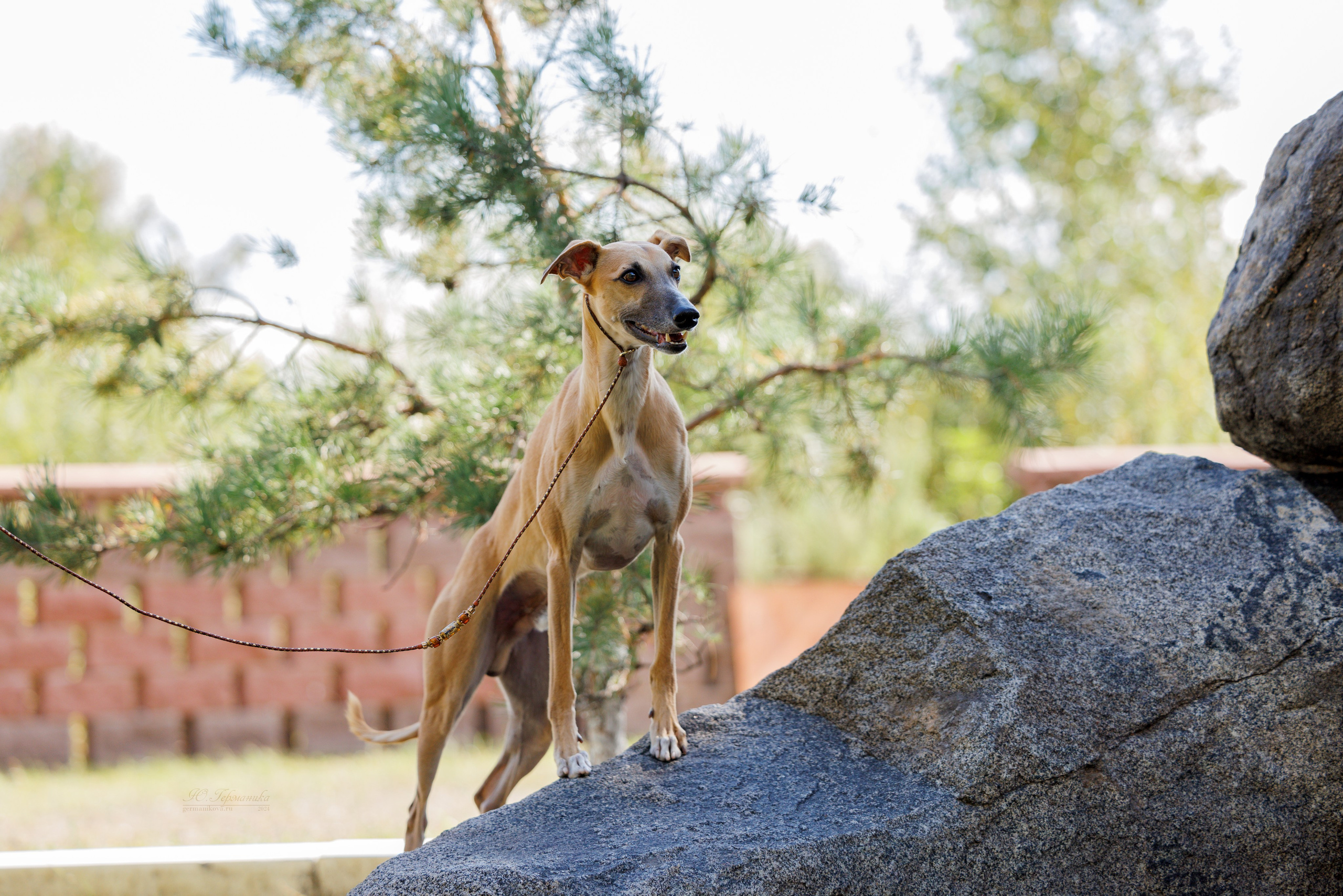 Астана 2хCACIB 17-18.08.2024. Фотограф-анималист Юлия Германика
