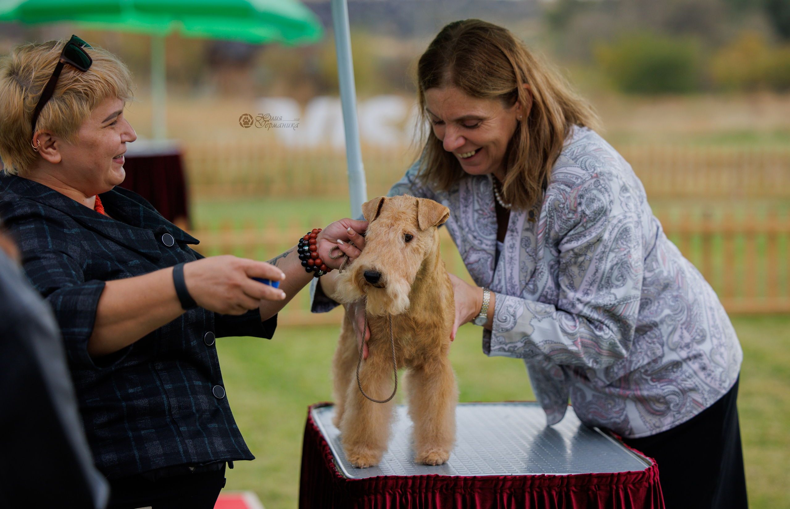 Армения,Ереван 3хCACIB 15-17.10.2024. Фотограф-анималист Юлия Германика