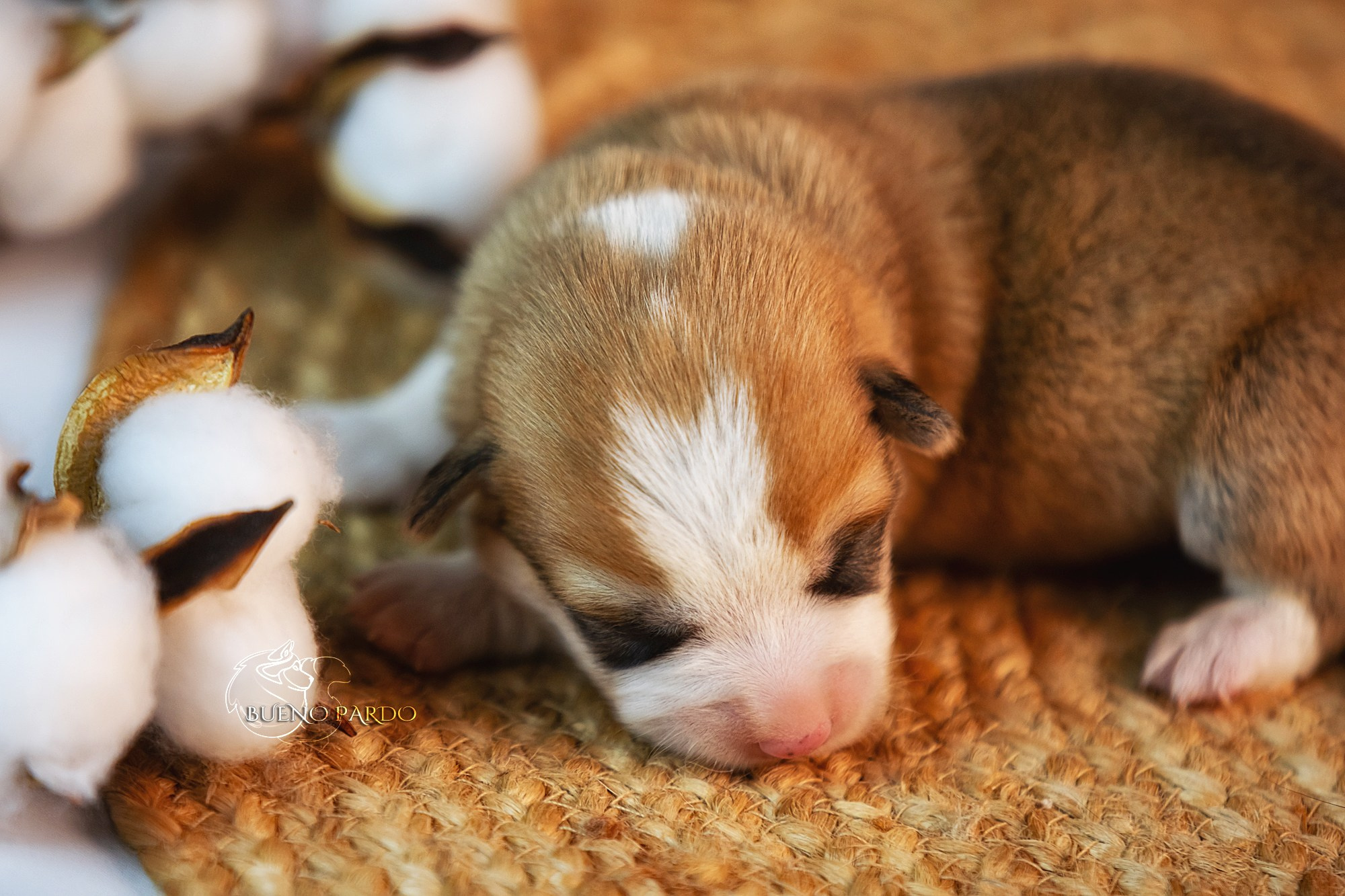 Щенки вельш корги пемброк из питомника. Питомник собак Акита, Хаски, Корги