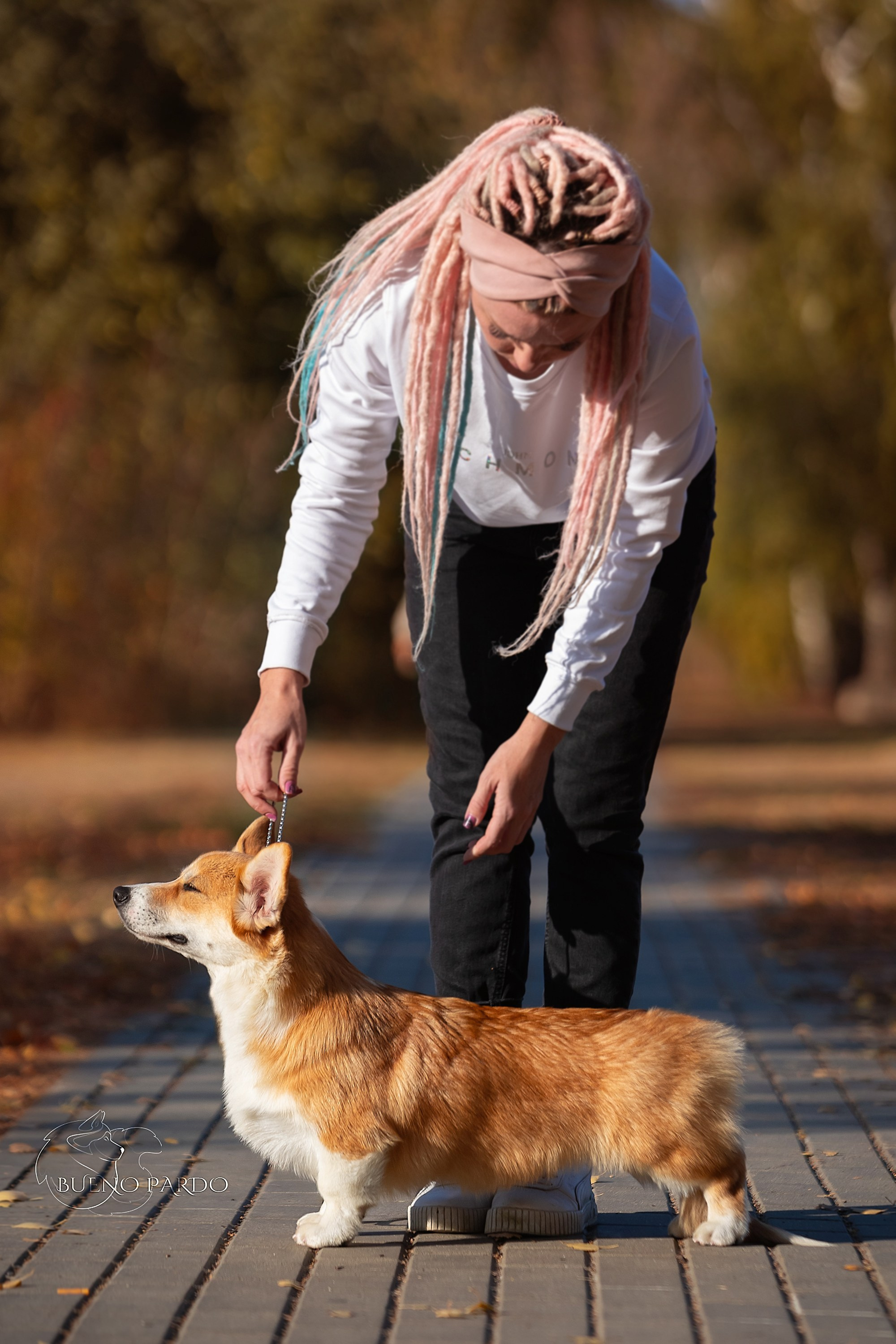 Щенки вельш корги пемброк из питомника. Питомник собак Акита, Хаски, Корги