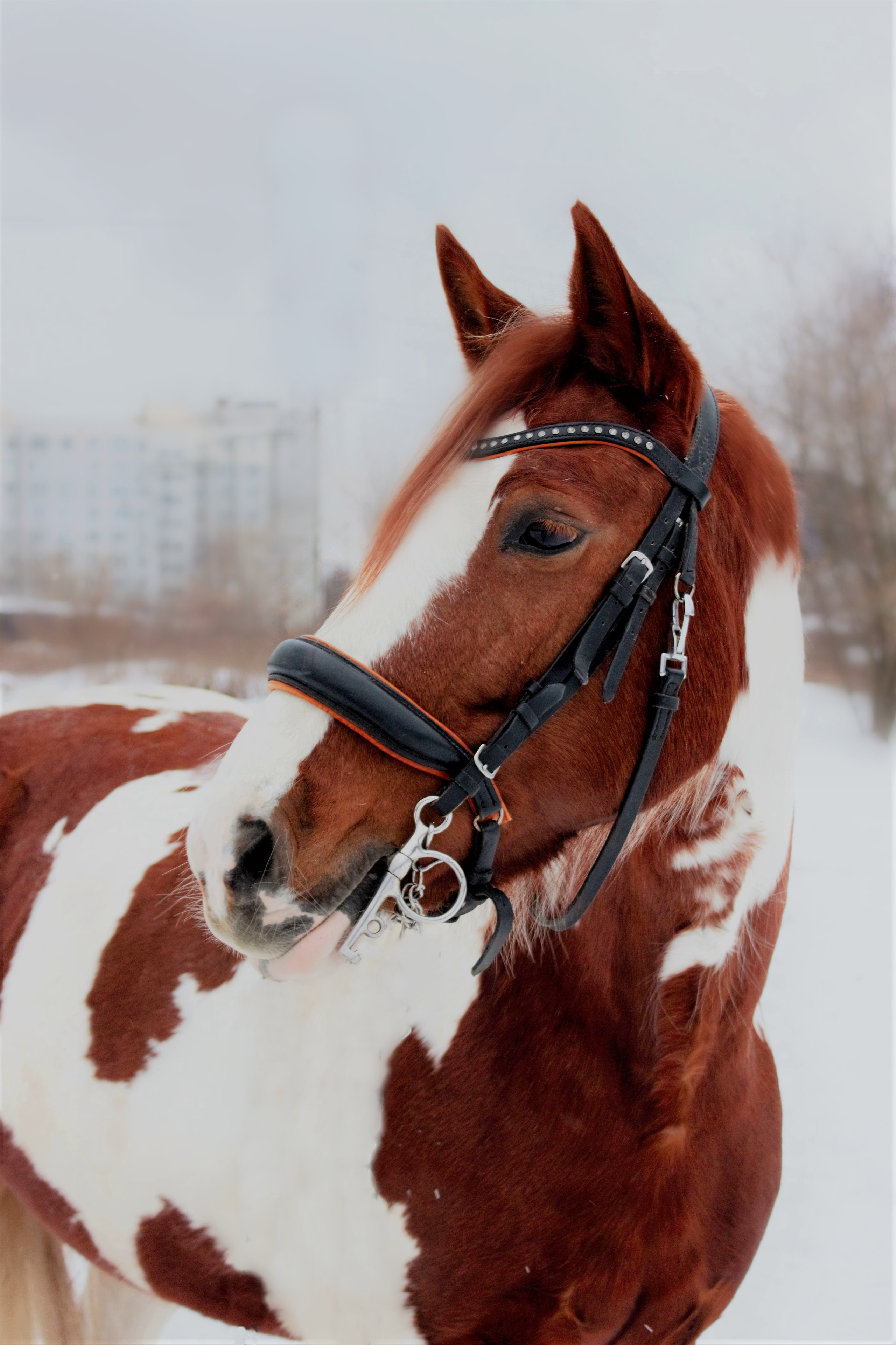 Фотографии лошадей. Фотограф в Москве Светлана Богначева