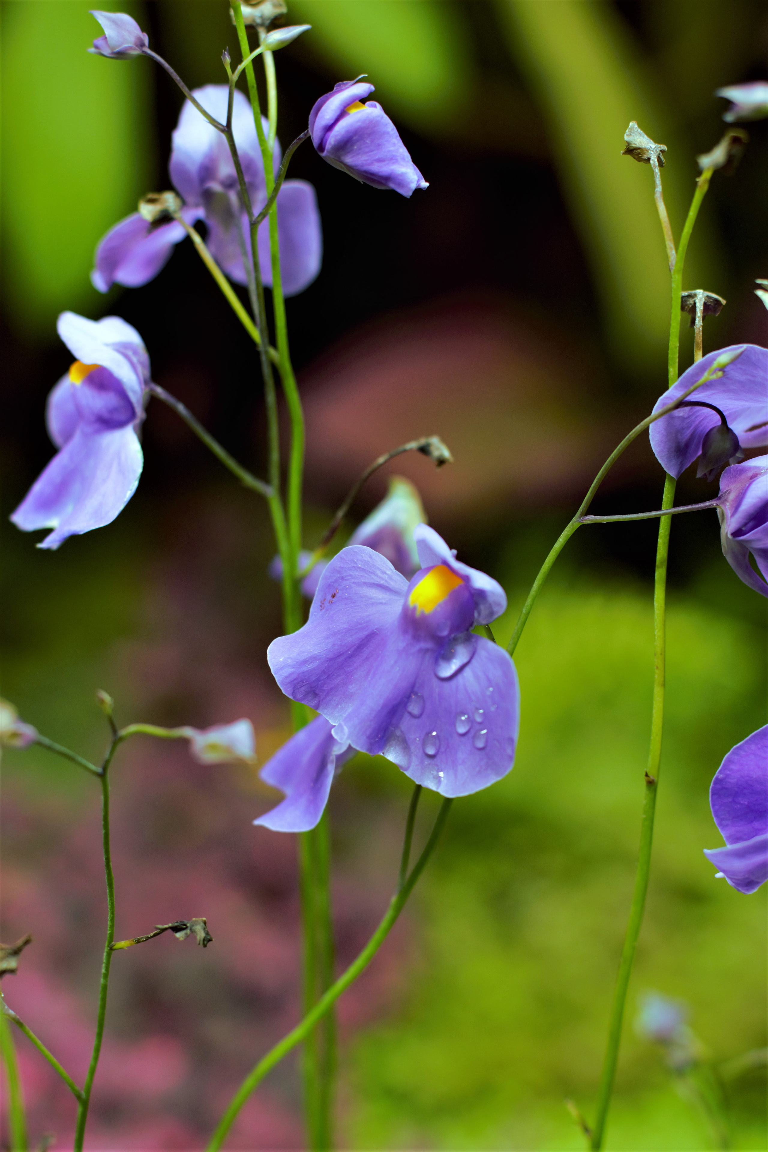 Природа. Фотограф в Москве Светлана Богначева