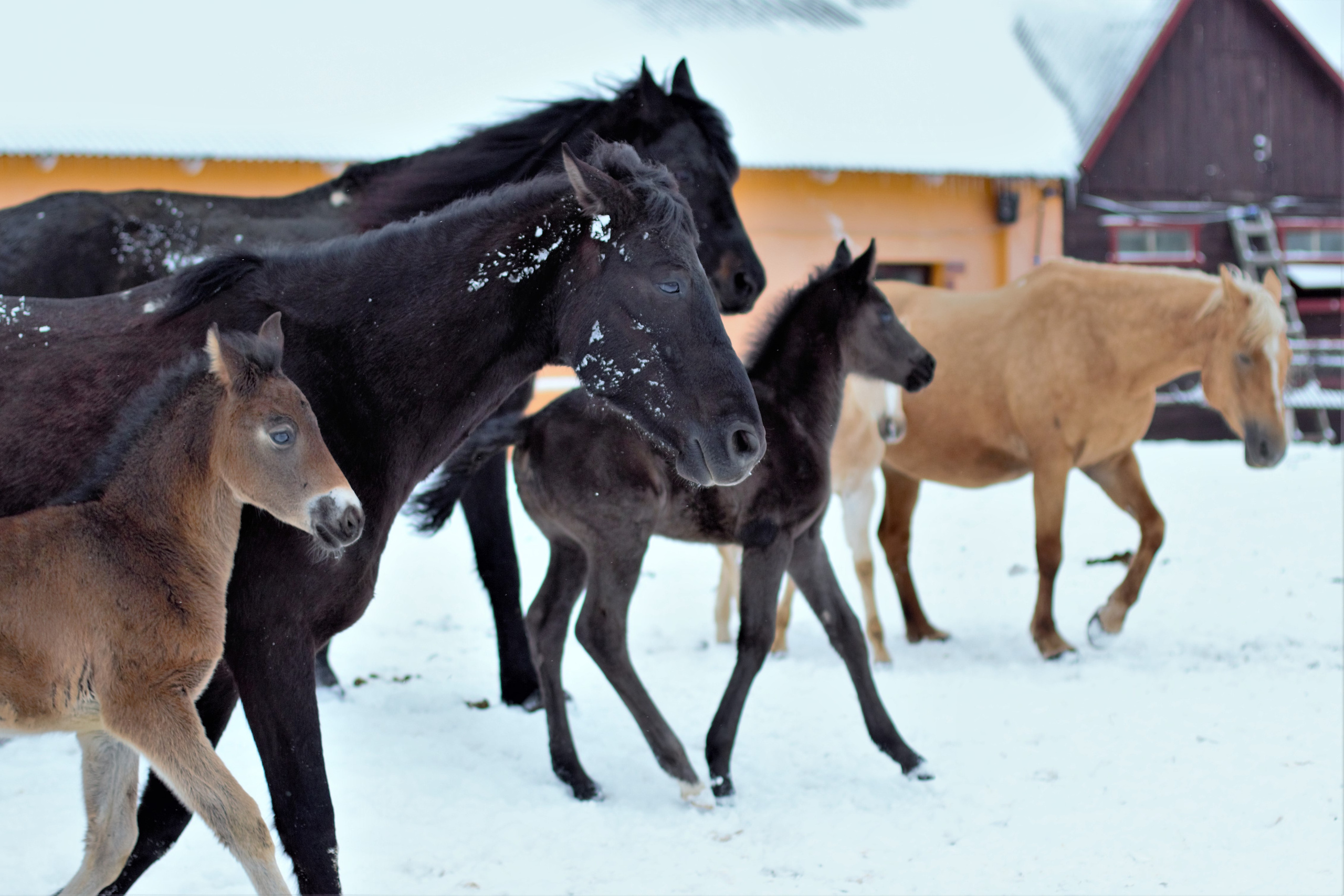 Фотографии лошадей. Фотограф в Москве Светлана Богначева
