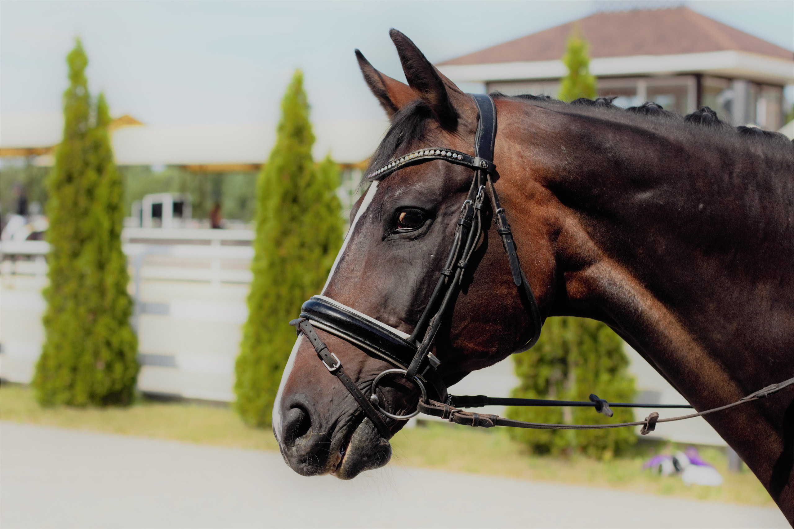 Соревнования по верховой езде. Фотограф в Москве Светлана Богначева