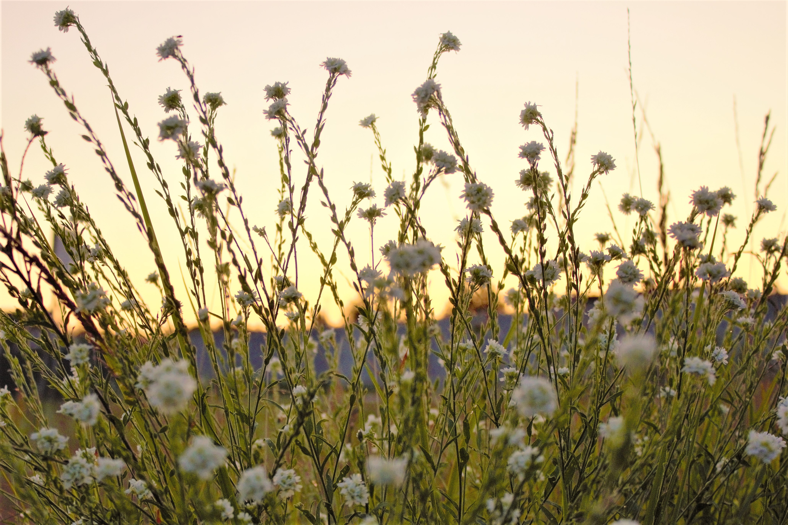 Природа. Фотограф в Москве Светлана Богначева