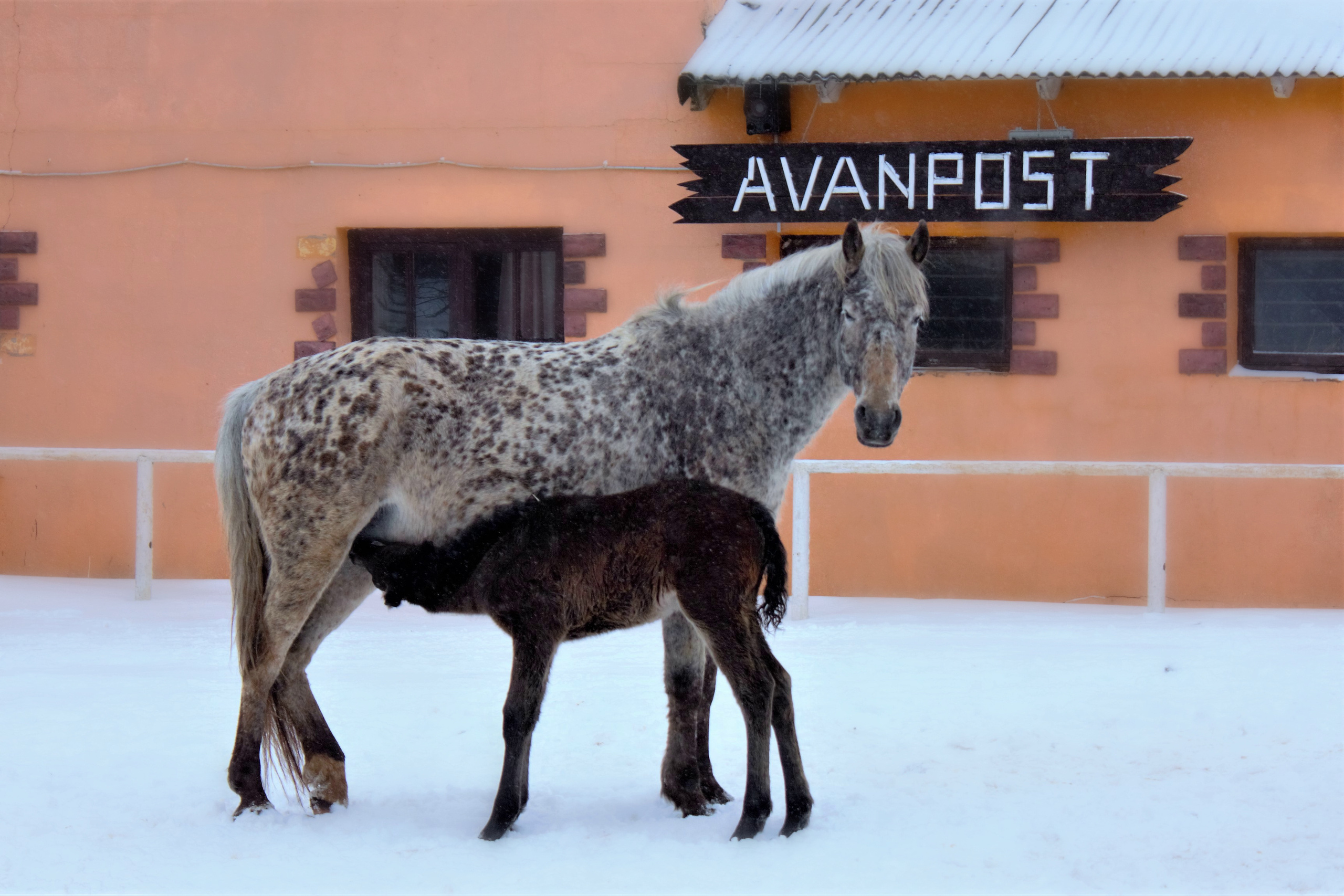 Фотографии лошадей. Фотограф в Москве Светлана Богначева