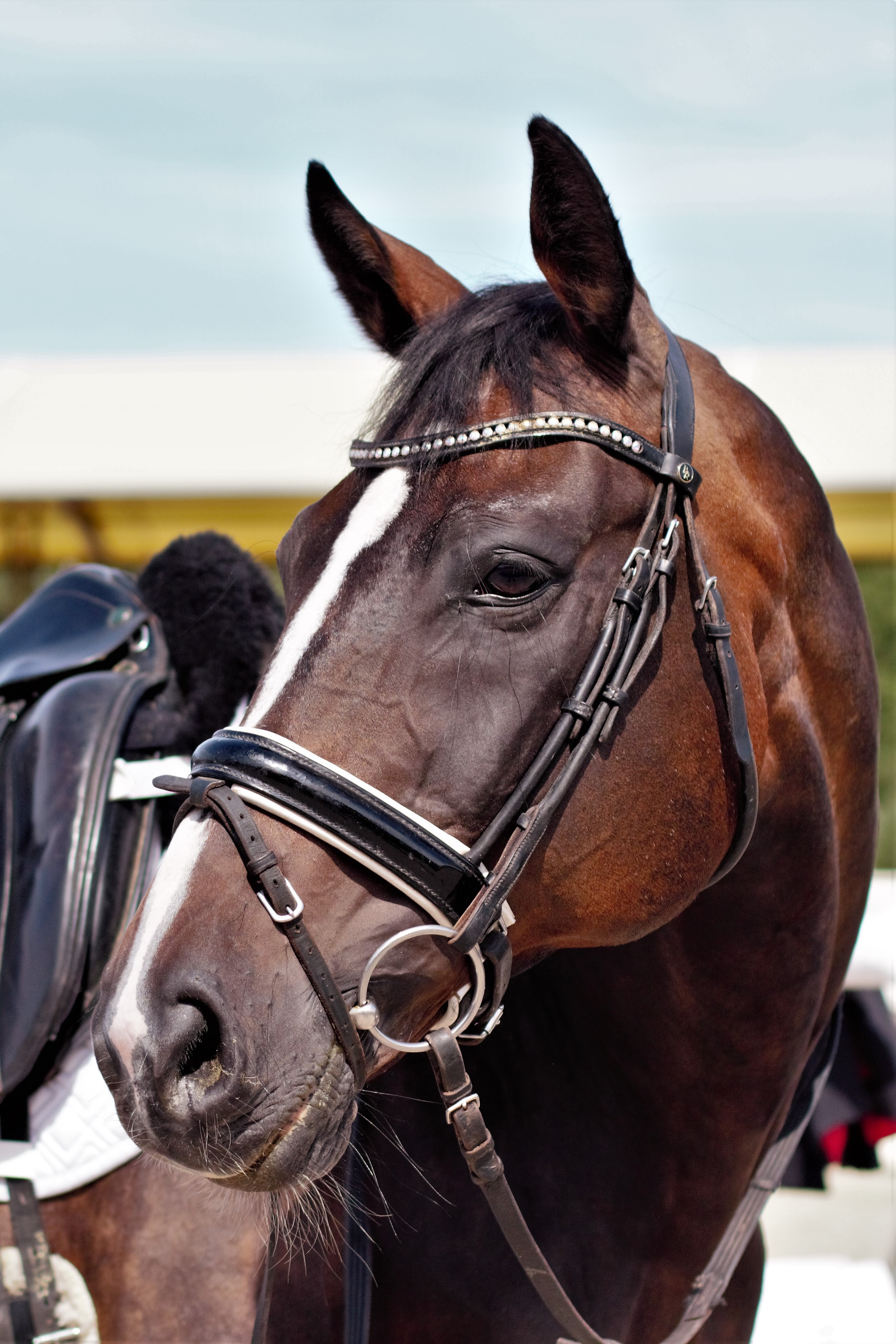 Соревнования по верховой езде. Фотограф в Москве Светлана Богначева