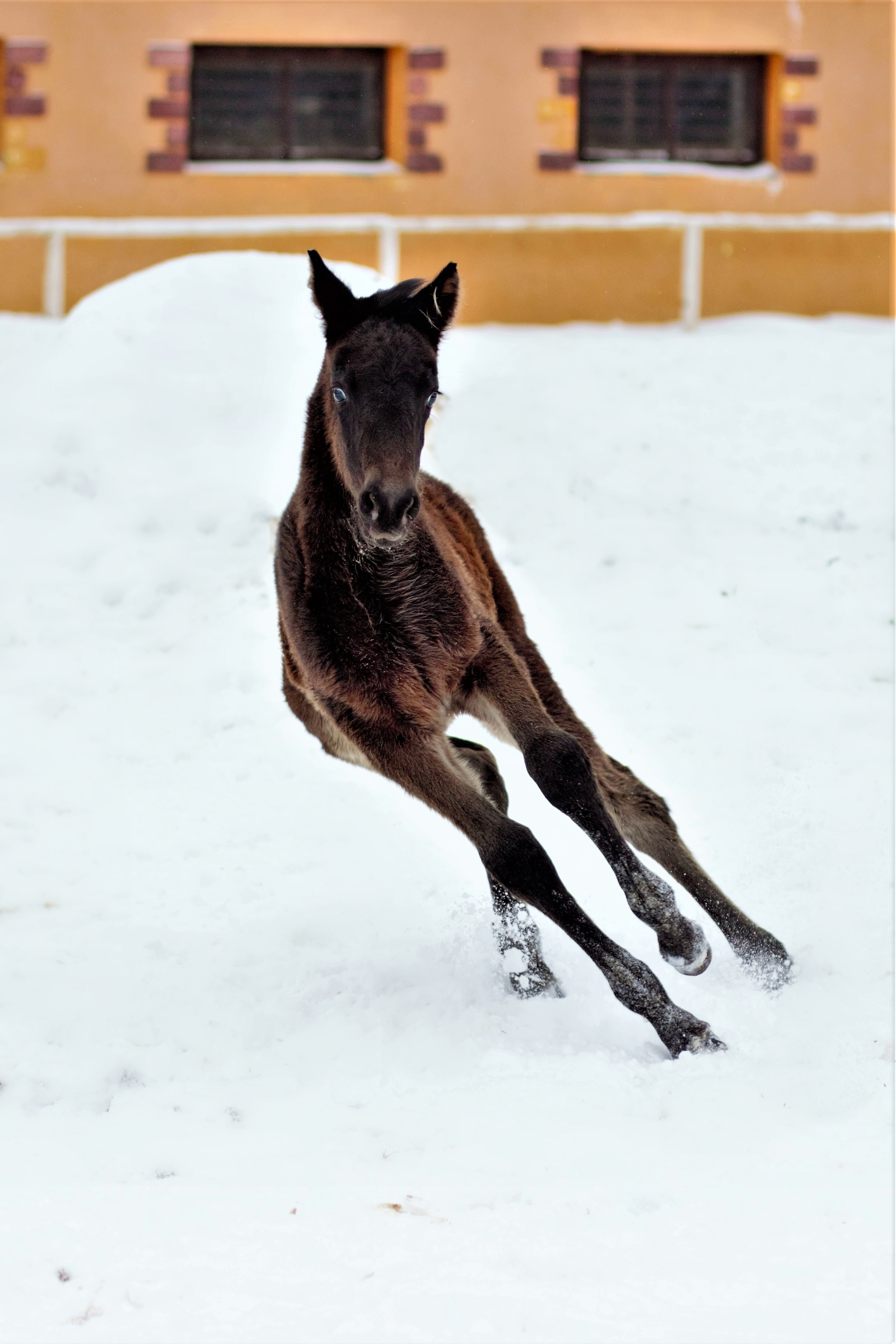 Фотографии лошадей. Фотограф в Москве Светлана Богначева