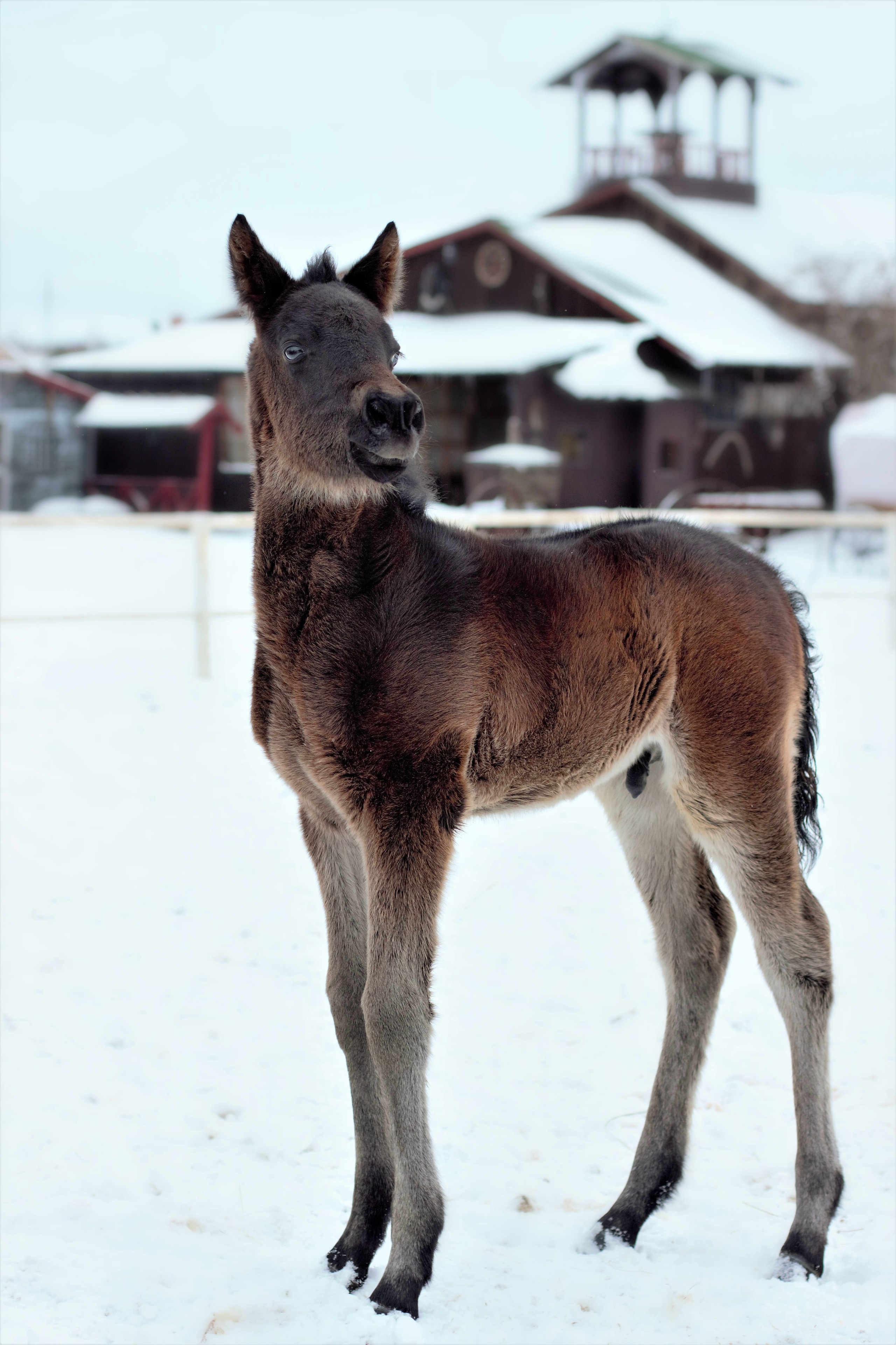 Фотографии лошадей. Фотограф в Москве Светлана Богначева