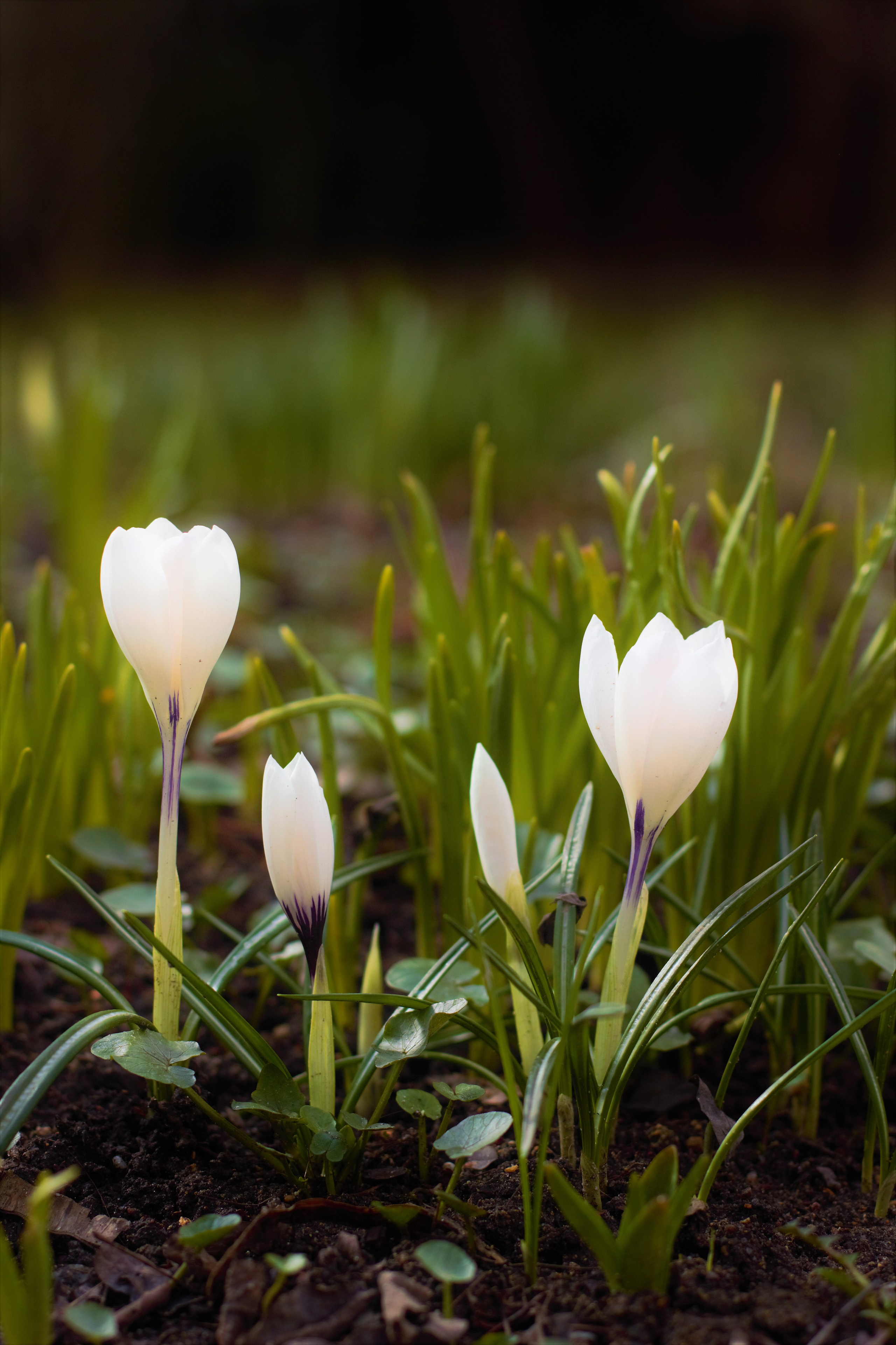 Природа. Фотограф в Москве Светлана Богначева