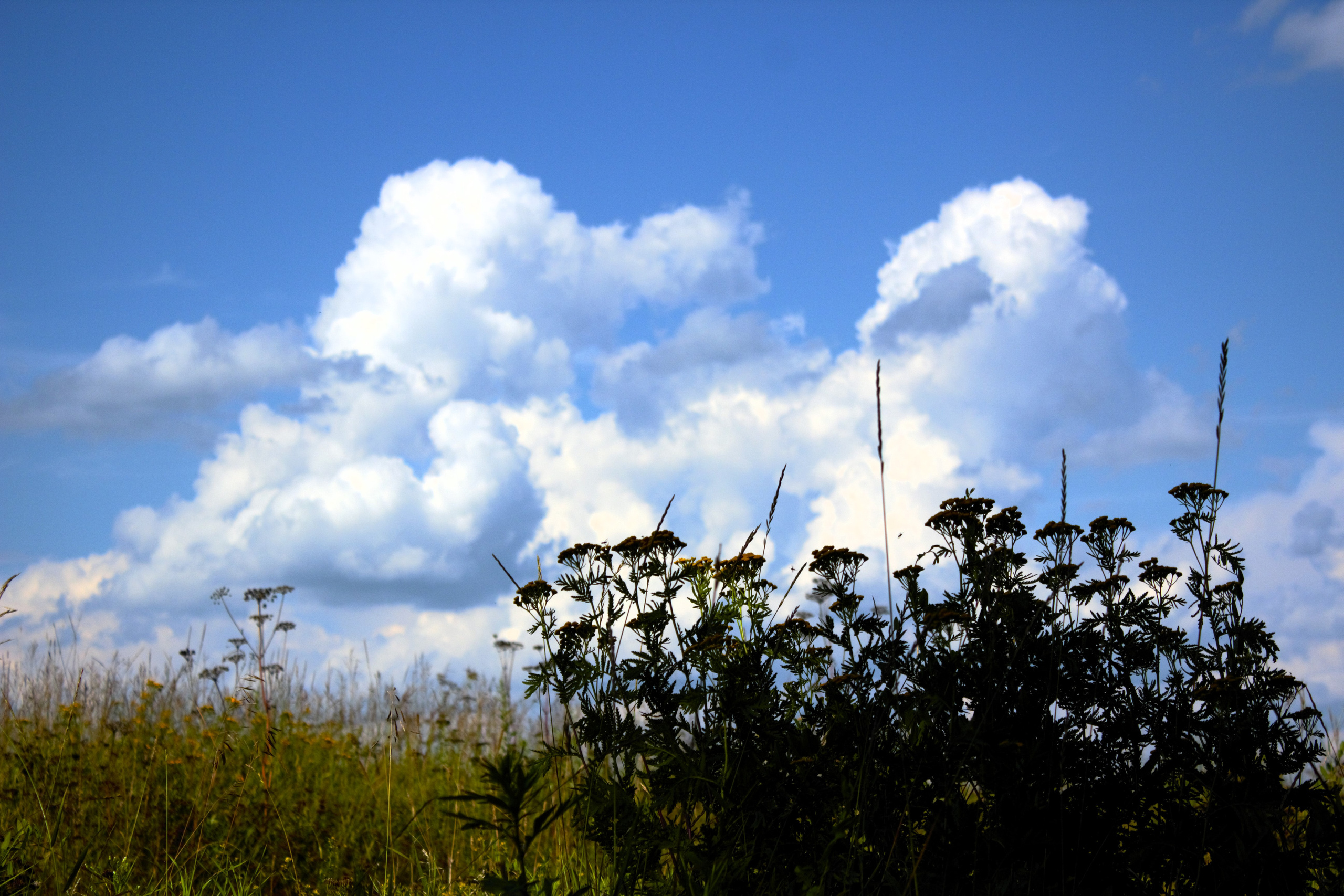 Природа. Фотограф в Москве Светлана Богначева