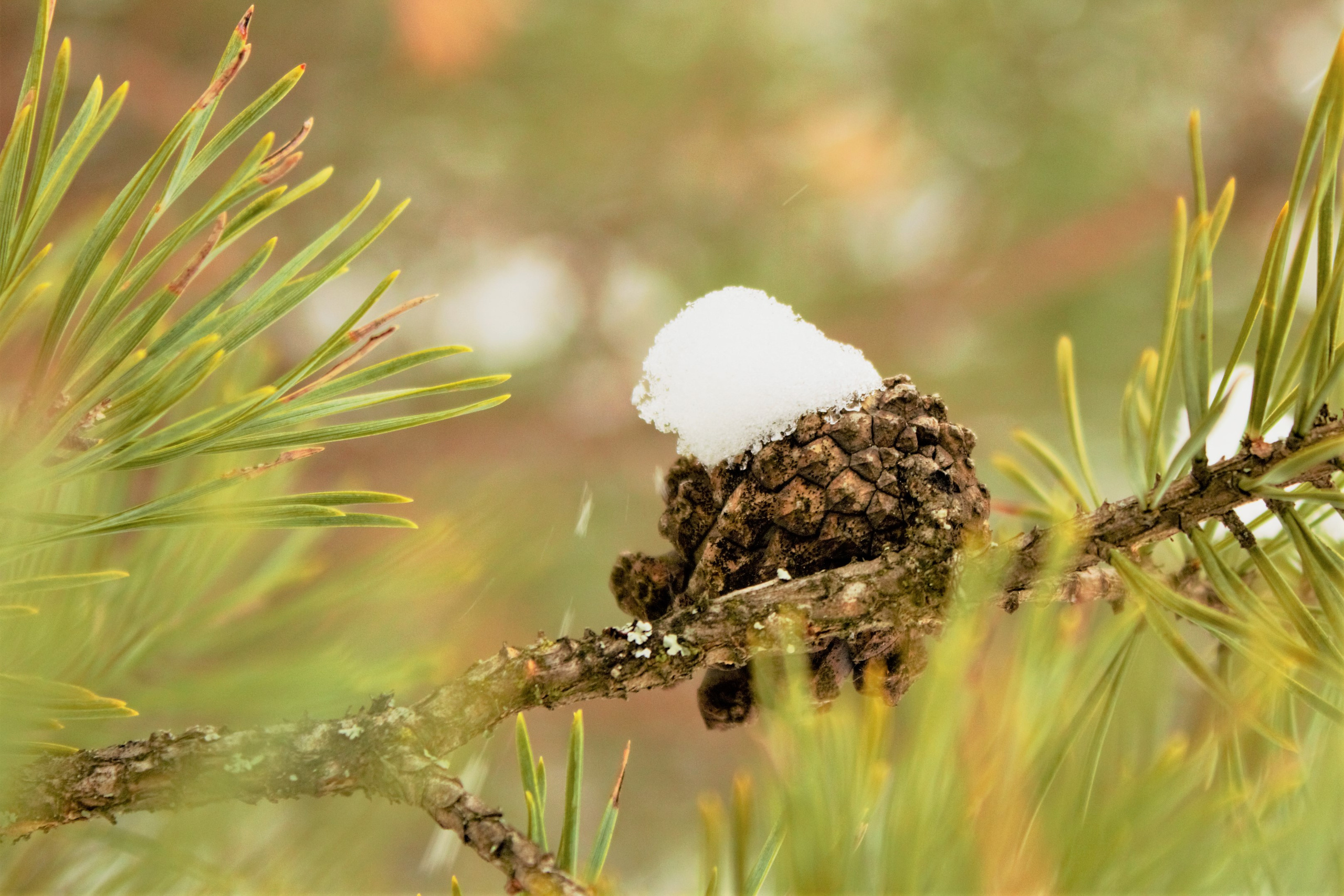Природа. Фотограф в Москве Светлана Богначева