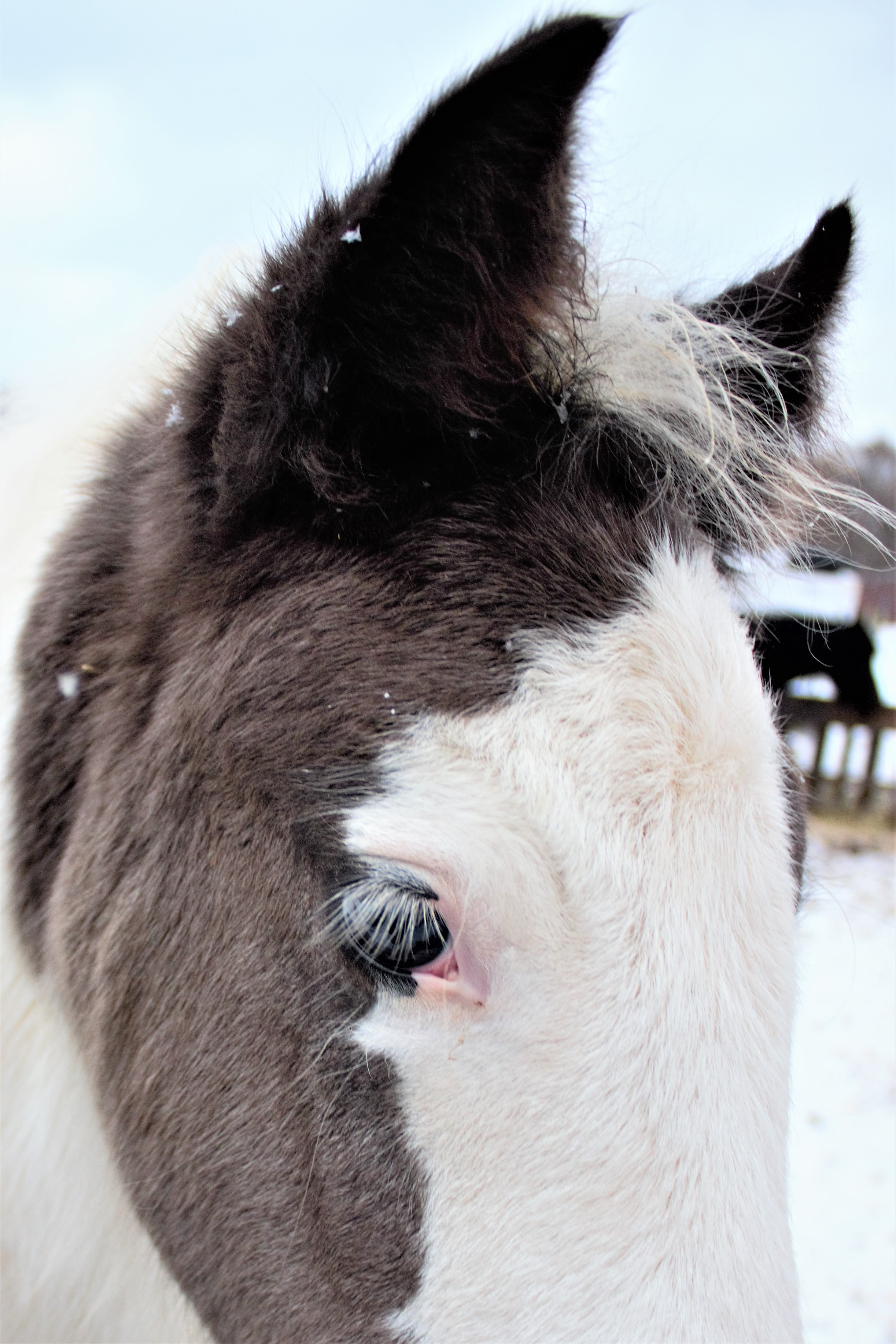 Фотографии лошадей. Фотограф в Москве Светлана Богначева