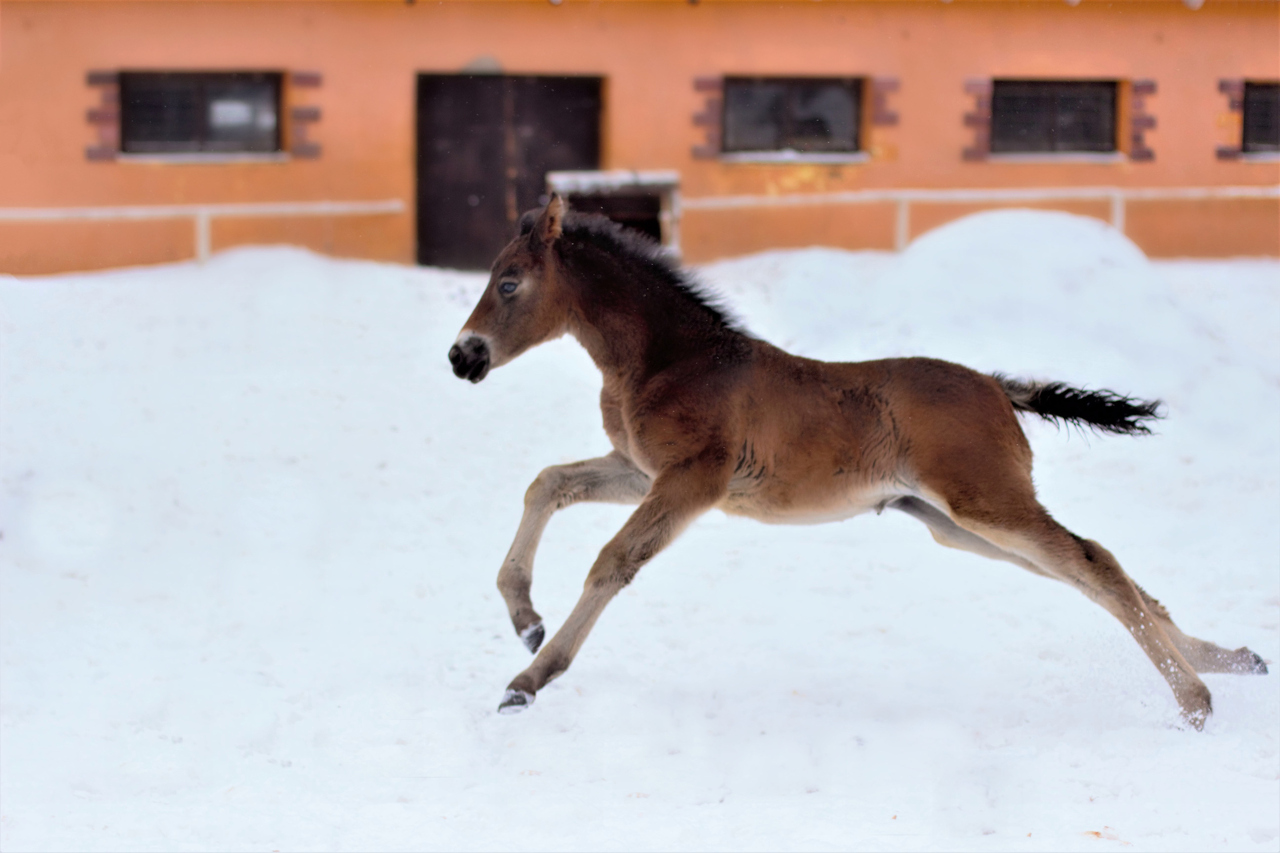 Фотографии лошадей. Фотограф в Москве Светлана Богначева