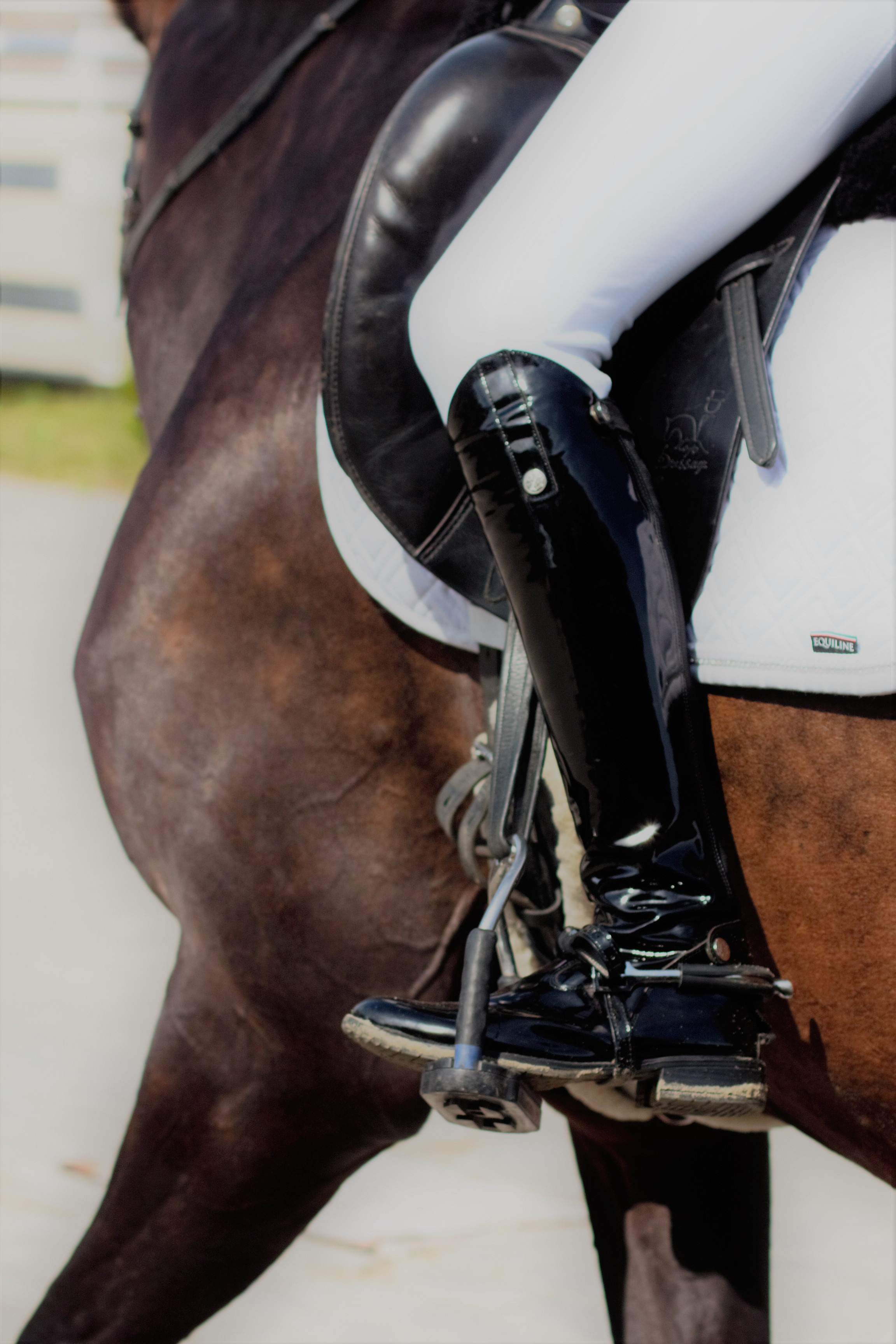 Соревнования по верховой езде. Фотограф в Москве Светлана Богначева