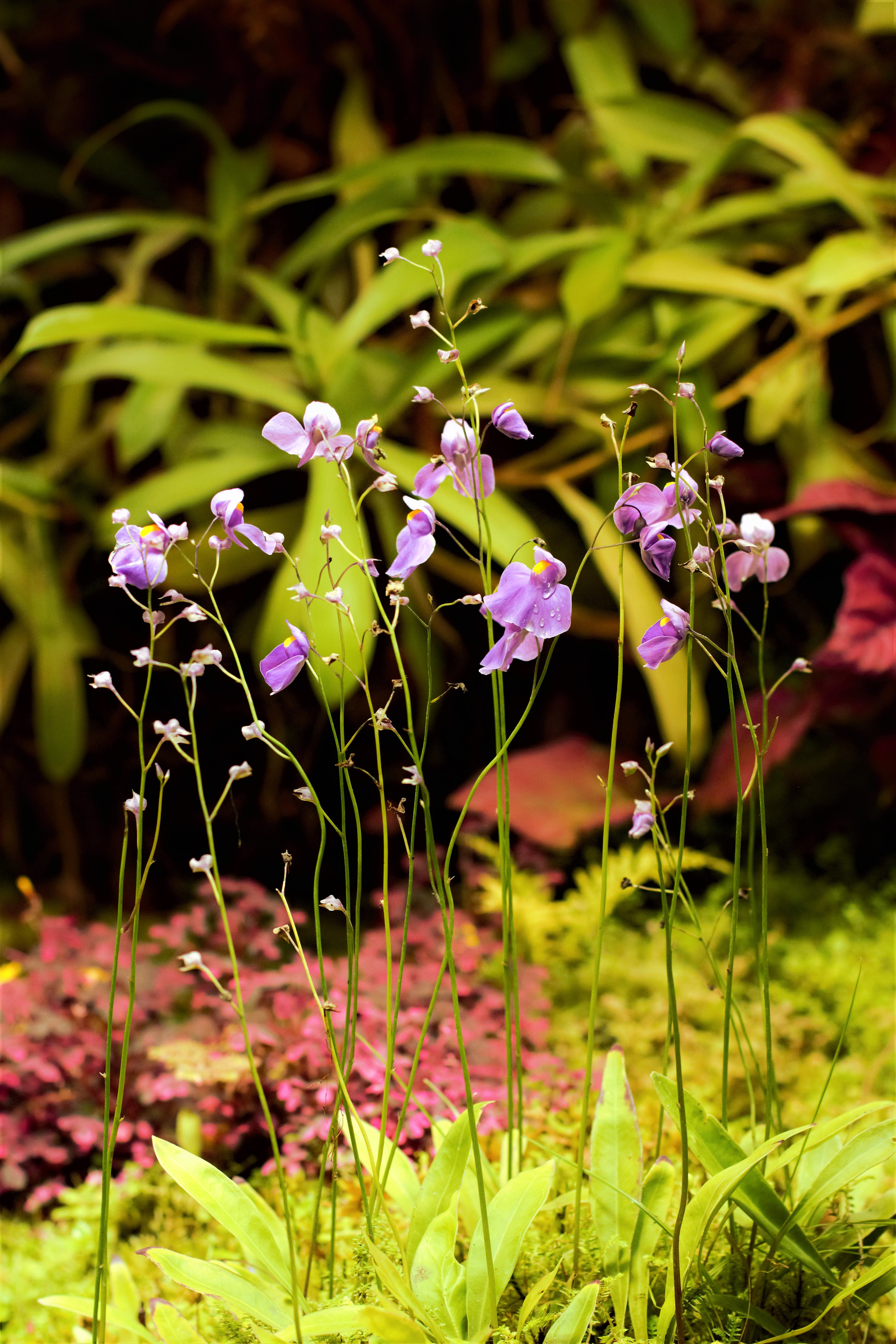 Природа. Фотограф в Москве Светлана Богначева
