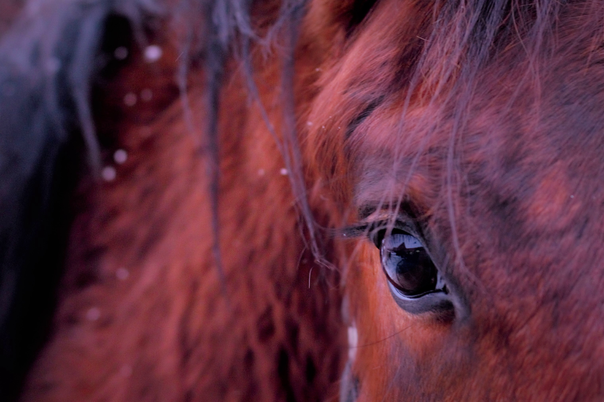 Фотографии лошадей. Фотограф в Москве Светлана Богначева
