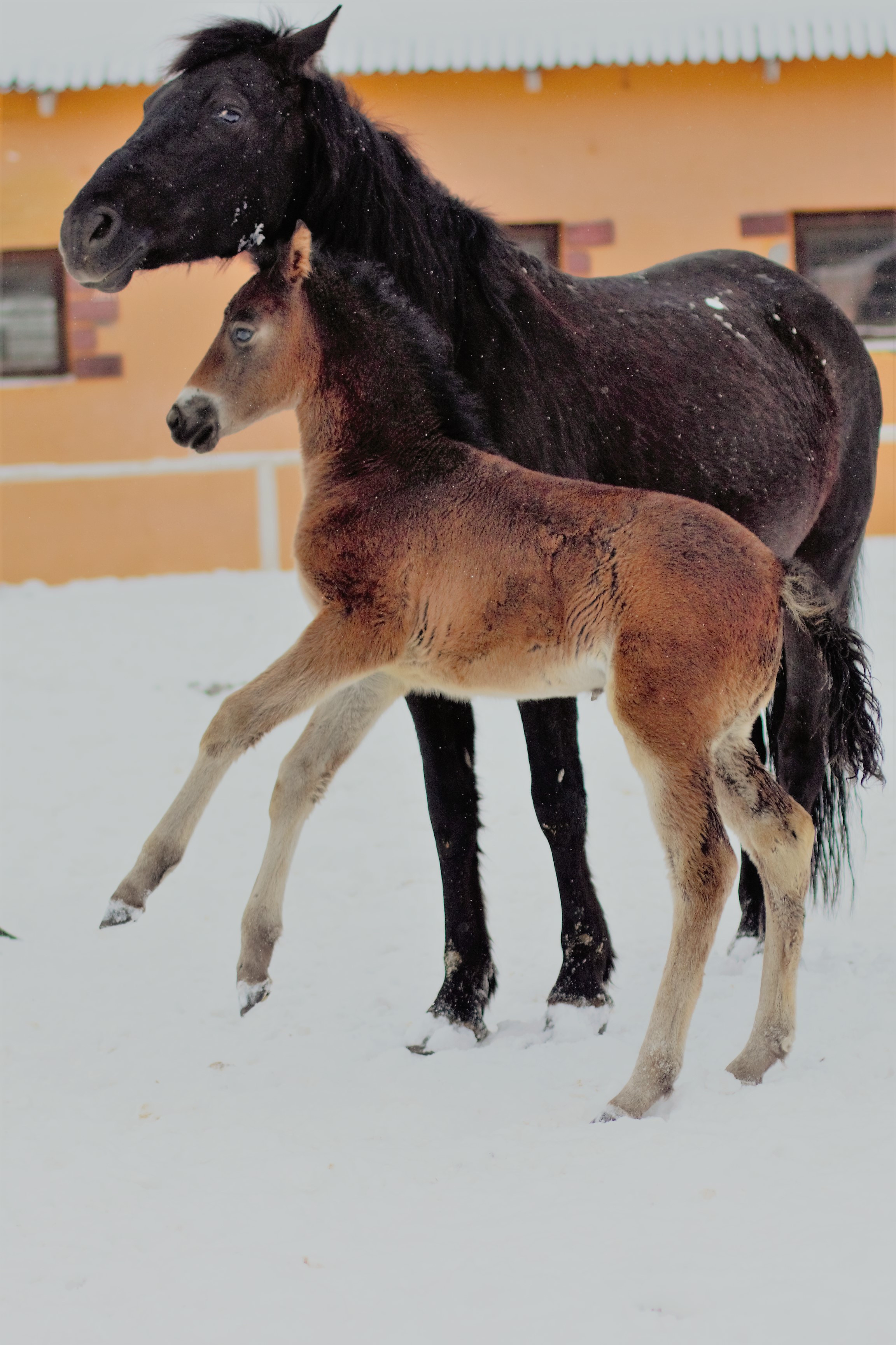 Фотографии лошадей. Фотограф в Москве Светлана Богначева