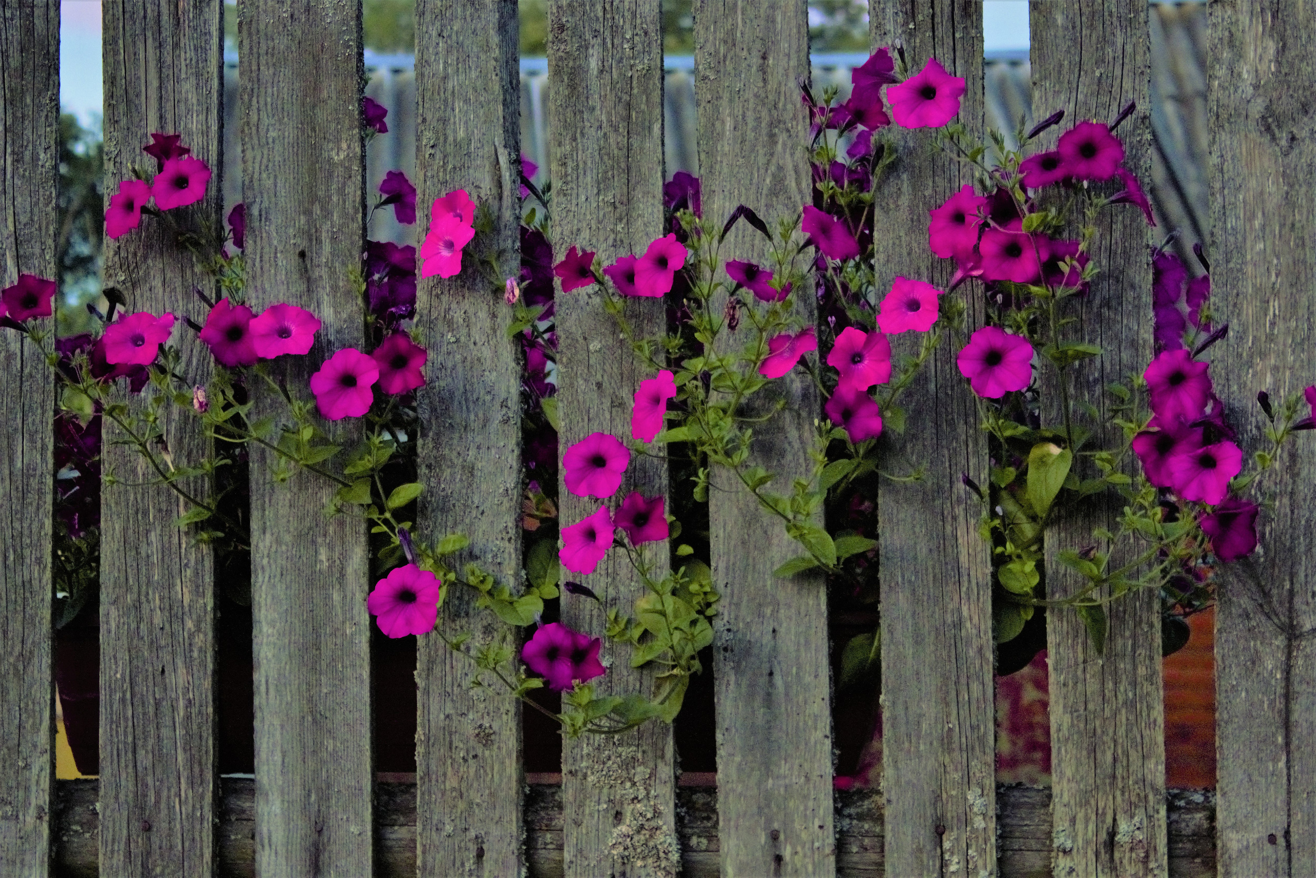 Природа. Фотограф в Москве Светлана Богначева