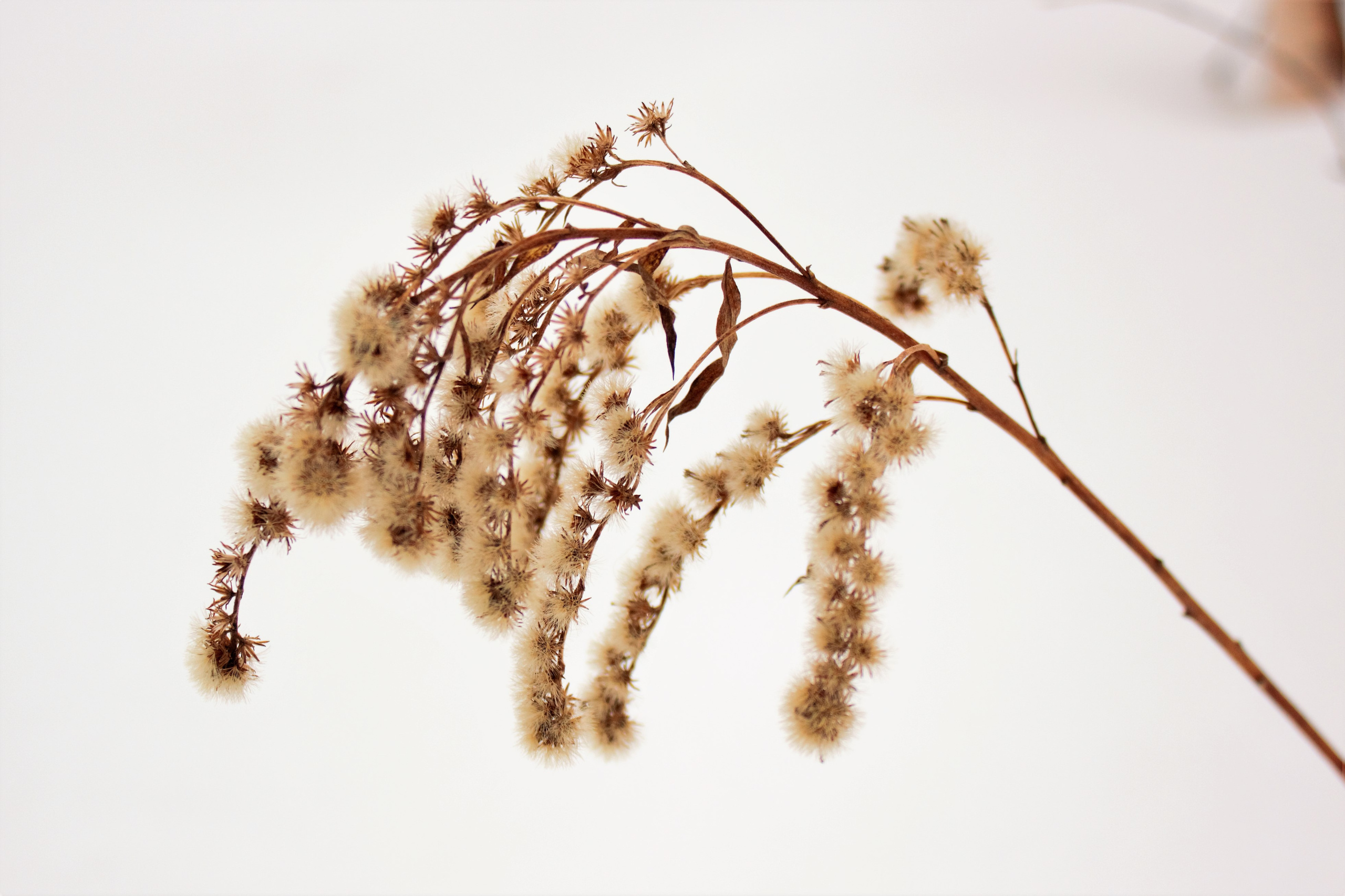 Природа. Фотограф в Москве Светлана Богначева