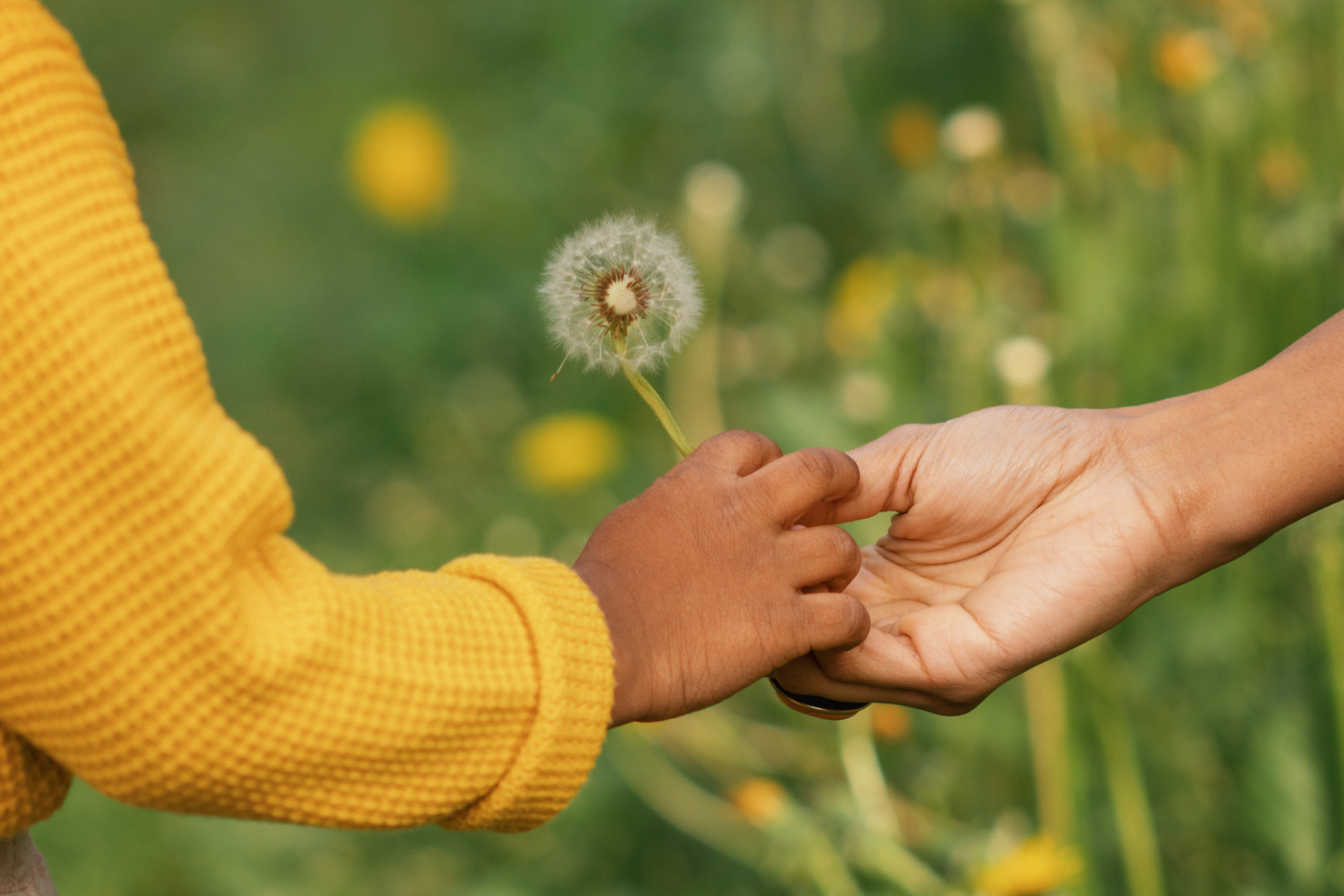 Детская и взрослая рука держат пушистый одуванчик на фоне травы
