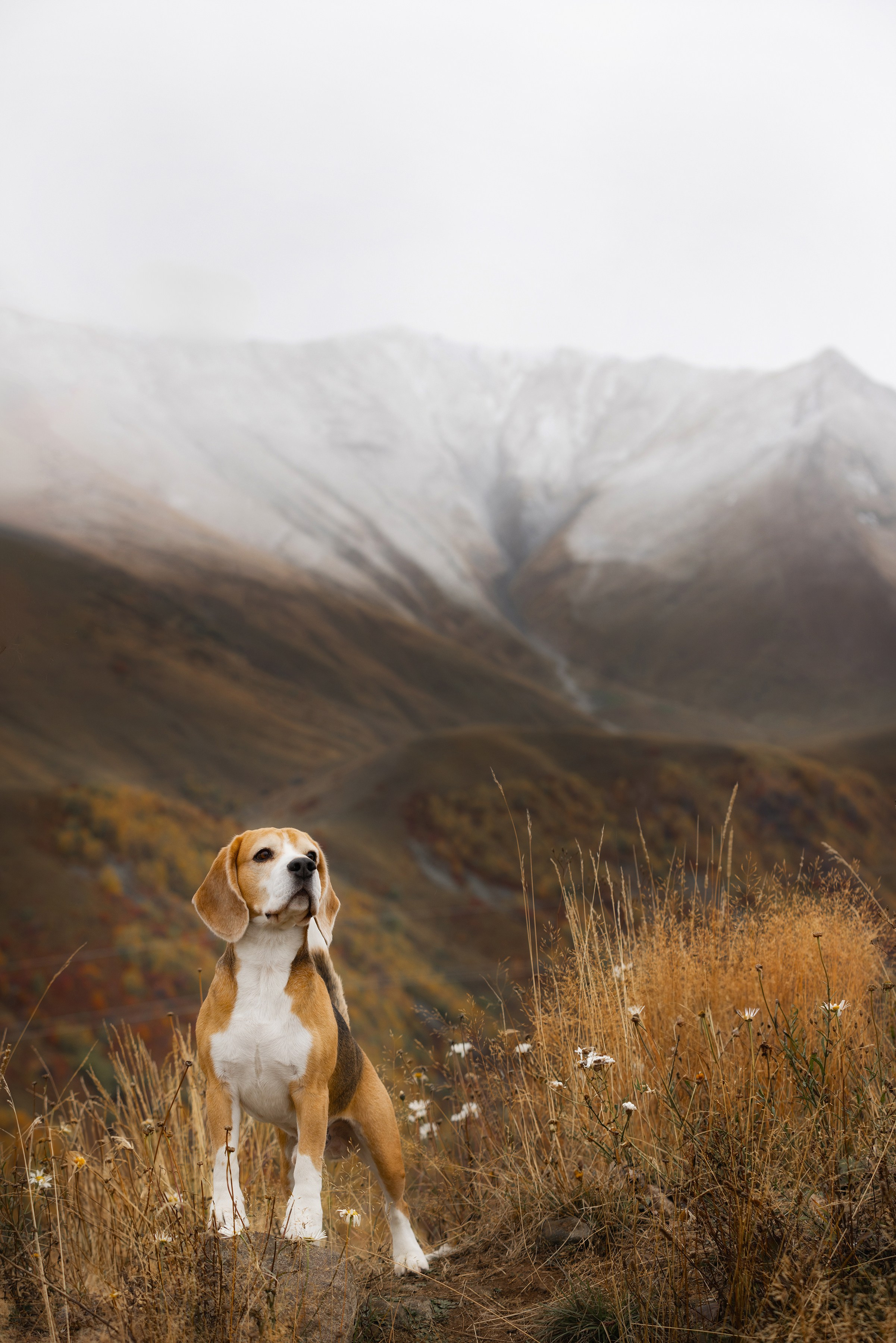 Собаки и не только. Фотограф Алена Звездина